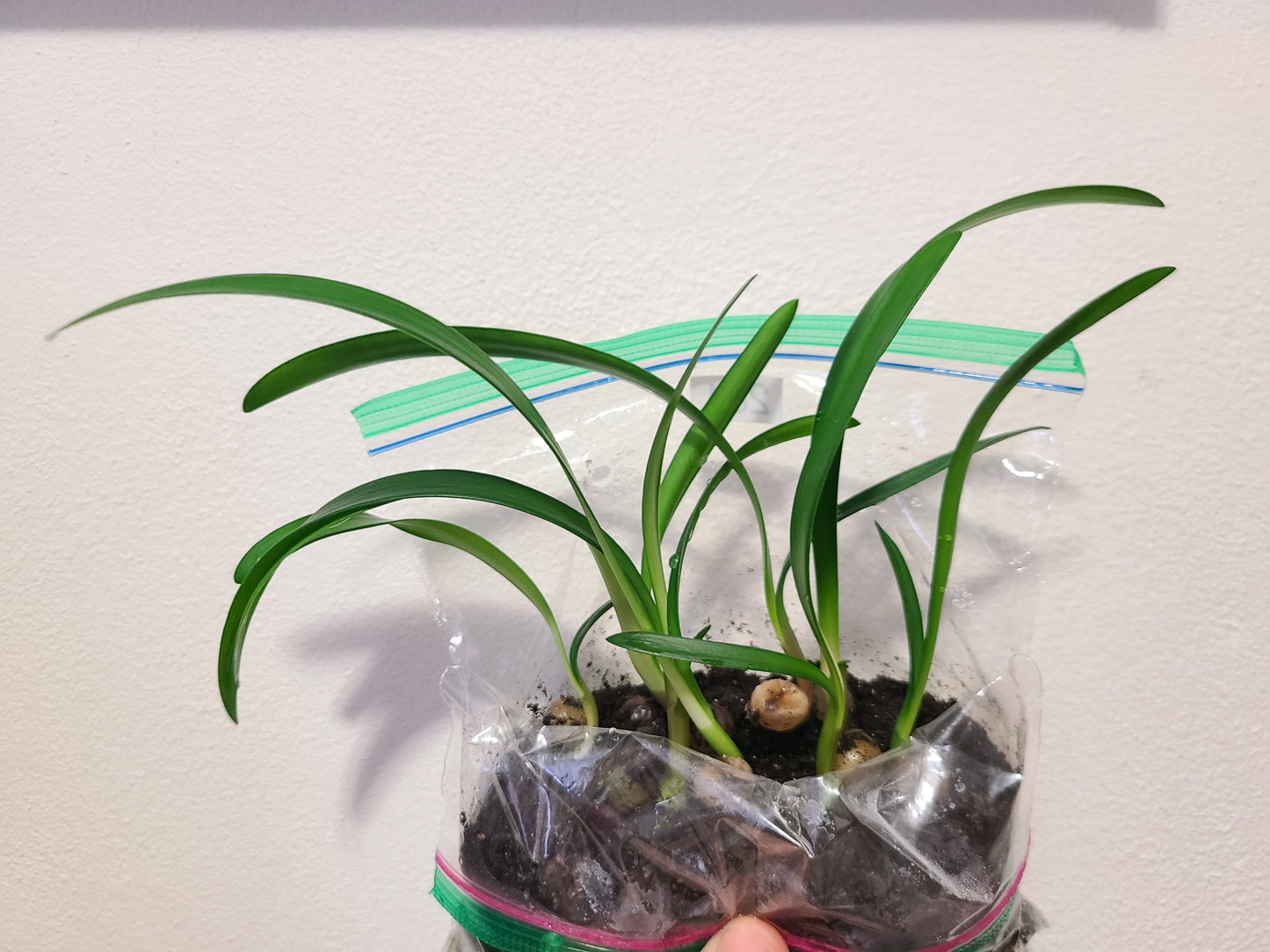 Clivia dark red caulescens seedling heat pack priority shipping one plant