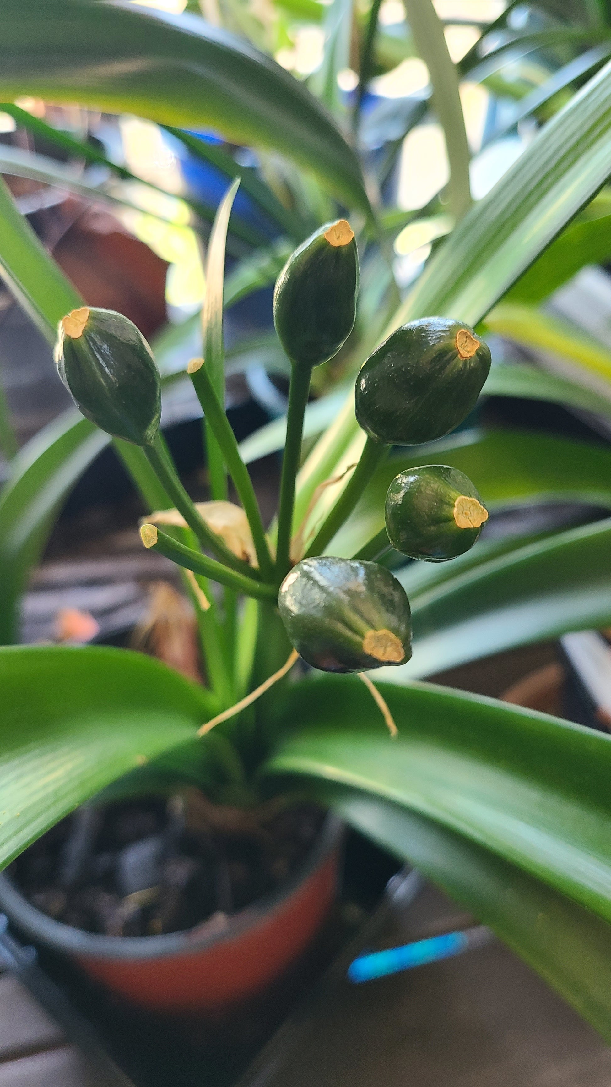 Clivia green throat blooming 17 leaves with seed pods