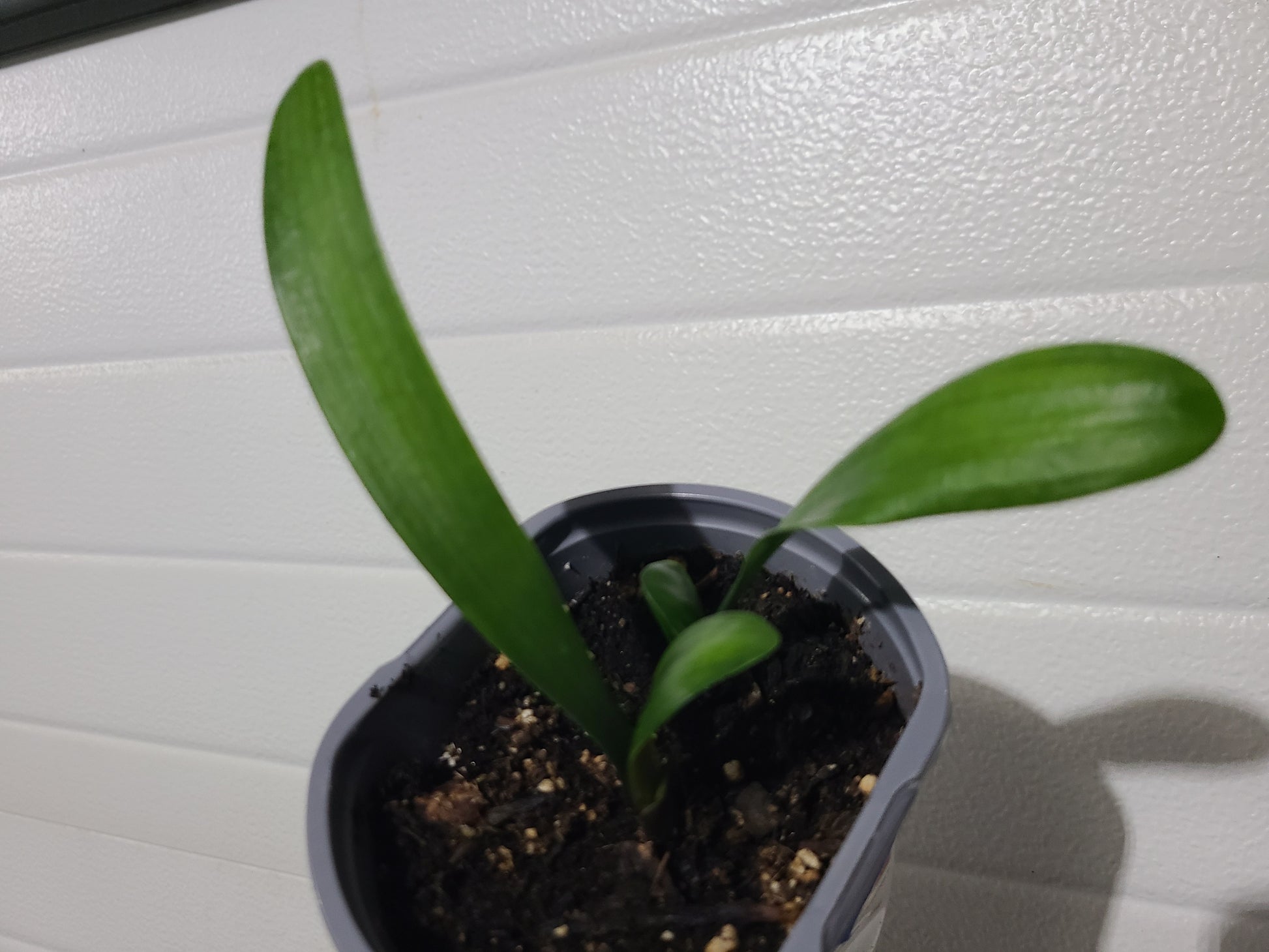 Seedling Clivia compact red/dark orange with green throat one seedling 4-5" inches tall one plant