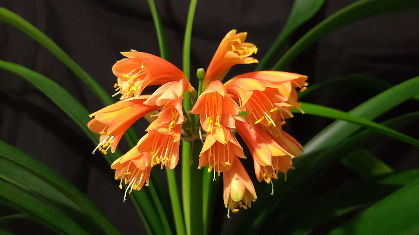 Clivia Maniata x Clivia Caulescens x (compact variegated clivia orange) open pollinated interspecific one plant