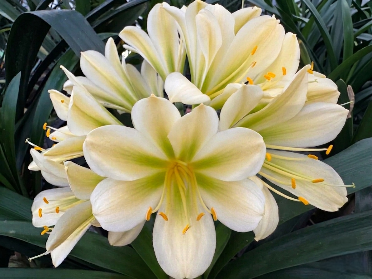 Clivia (Koike A x Hirao) x (Jap. Yellow Daruma x East Meets West)