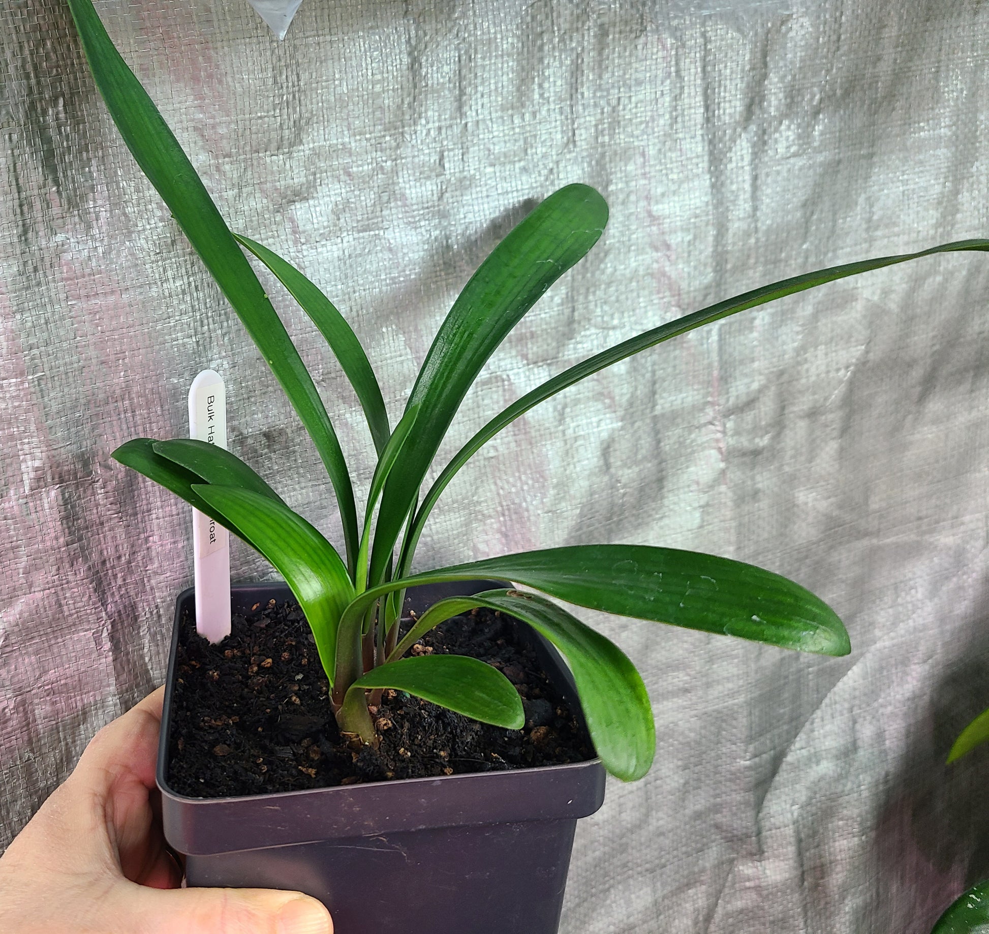 Clivia bulk green centers miniata seedling heat pack priority shipping one plant