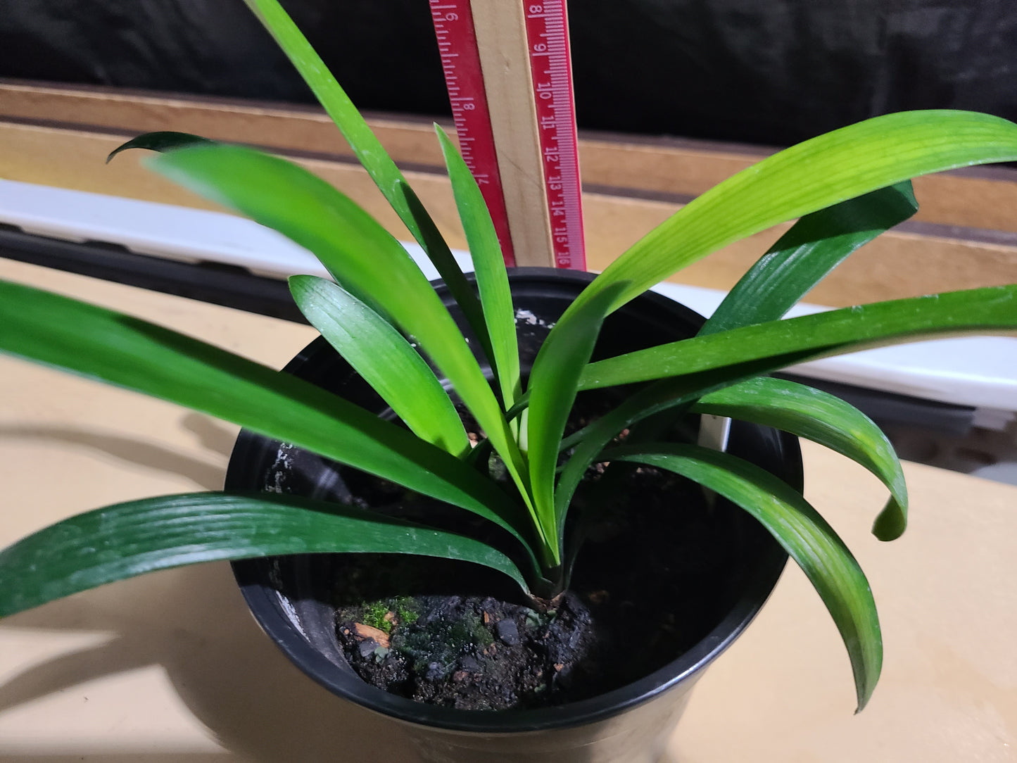 Clivia compact hirao cross orange with large green throat white edge one plant 2 years old 5-6 leaves