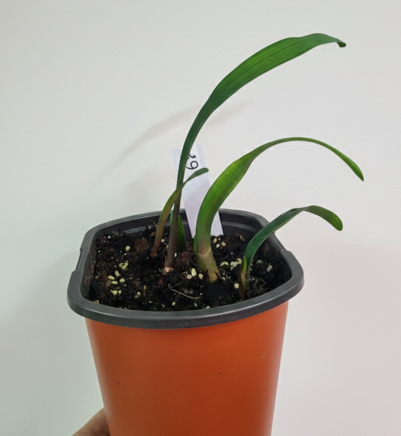 Clivia seedling Virgin Daughter x Blushing Virgin 4-5 inches tall one plant