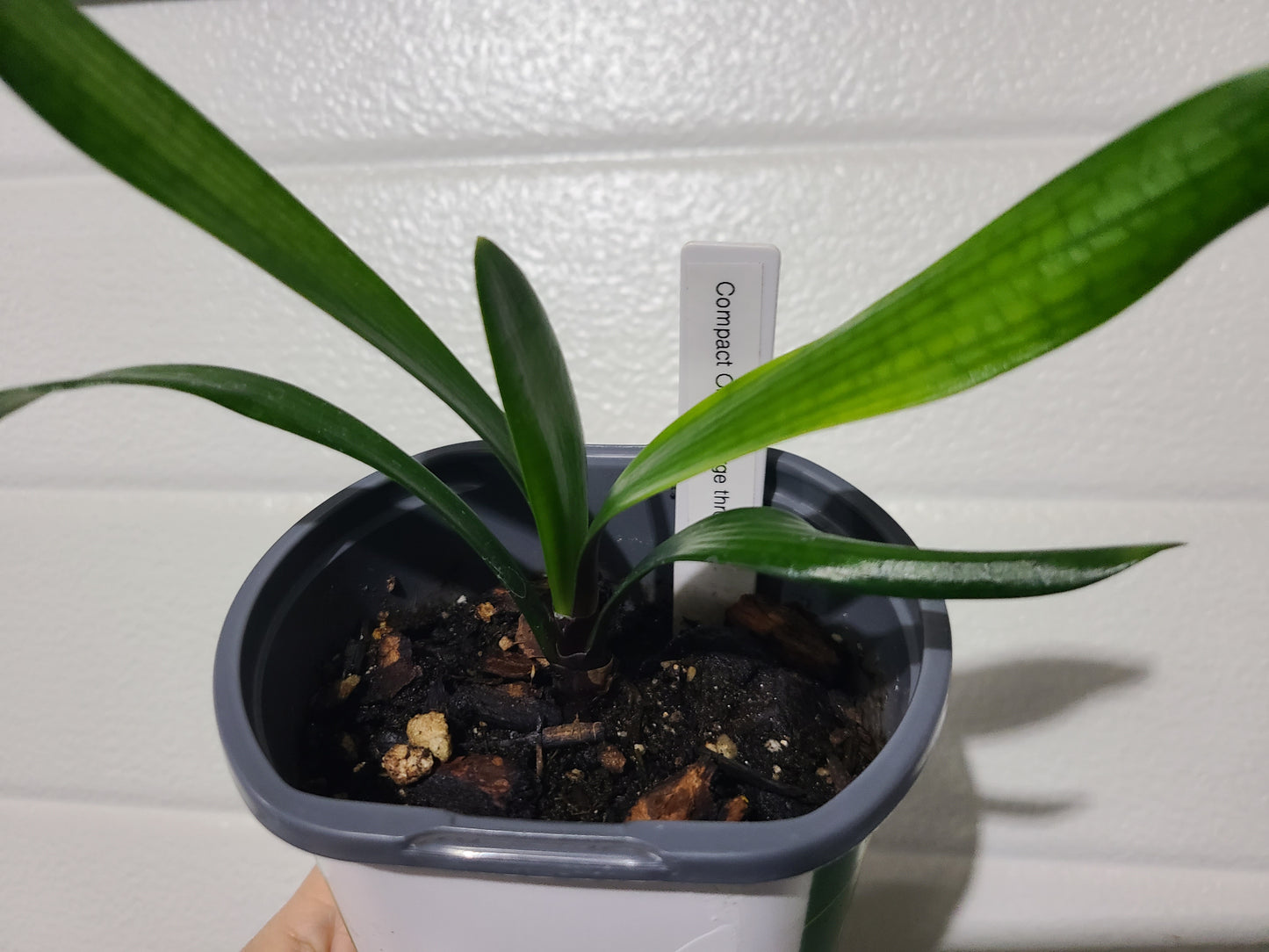 Clivia large throat orange pastel one plant one plant 6 leaves 4-5" tall