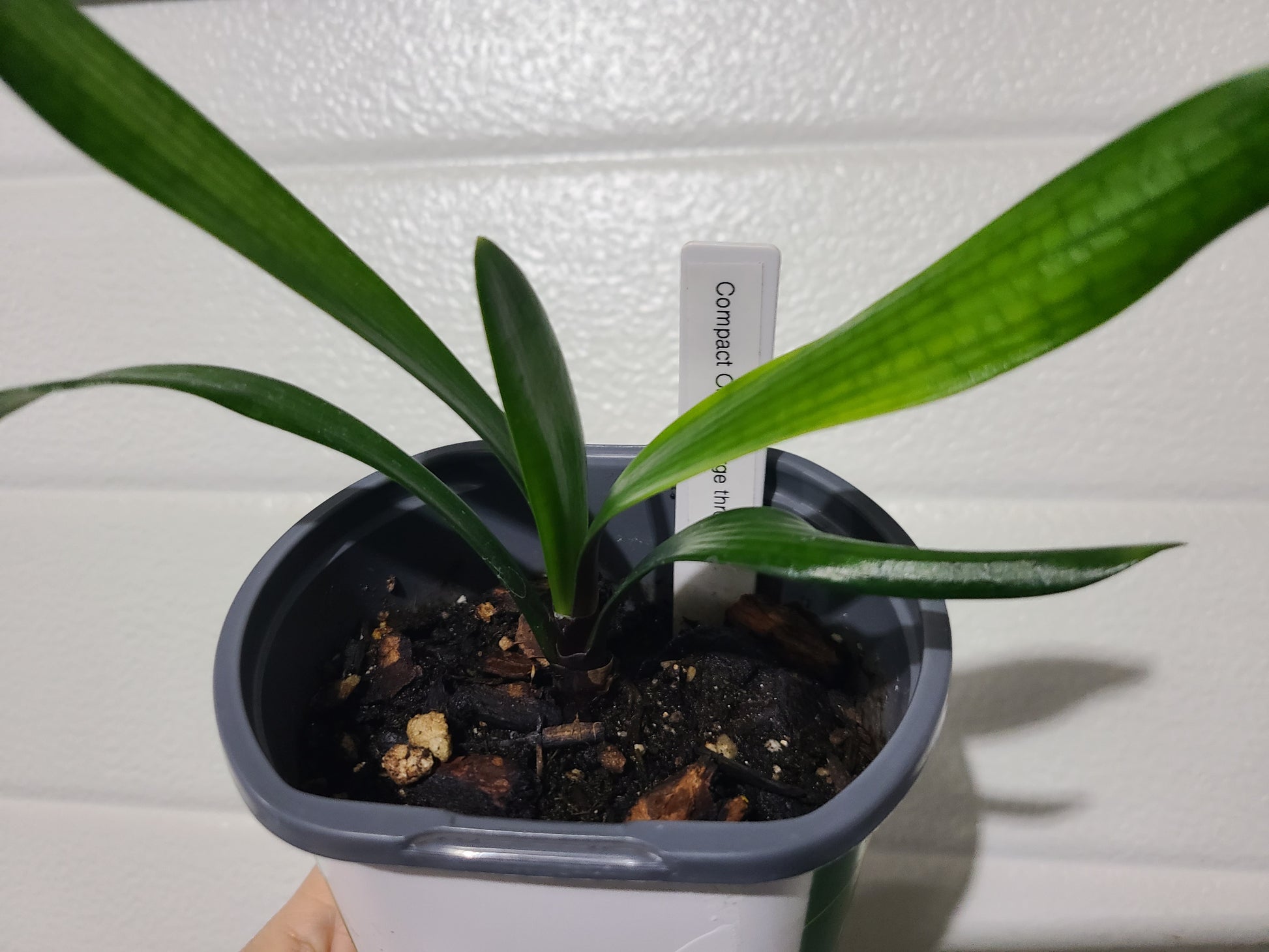 Clivia large throat orange pastel one plant one plant 6 leaves 4-5" tall