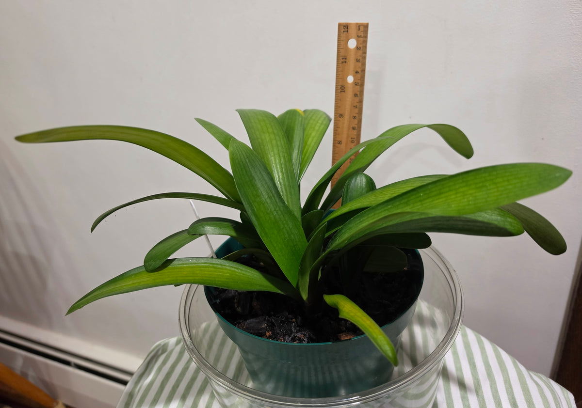 Clivia  Noscot x (Nakamura x Fred Gibello) 3-5 leaves One plant
