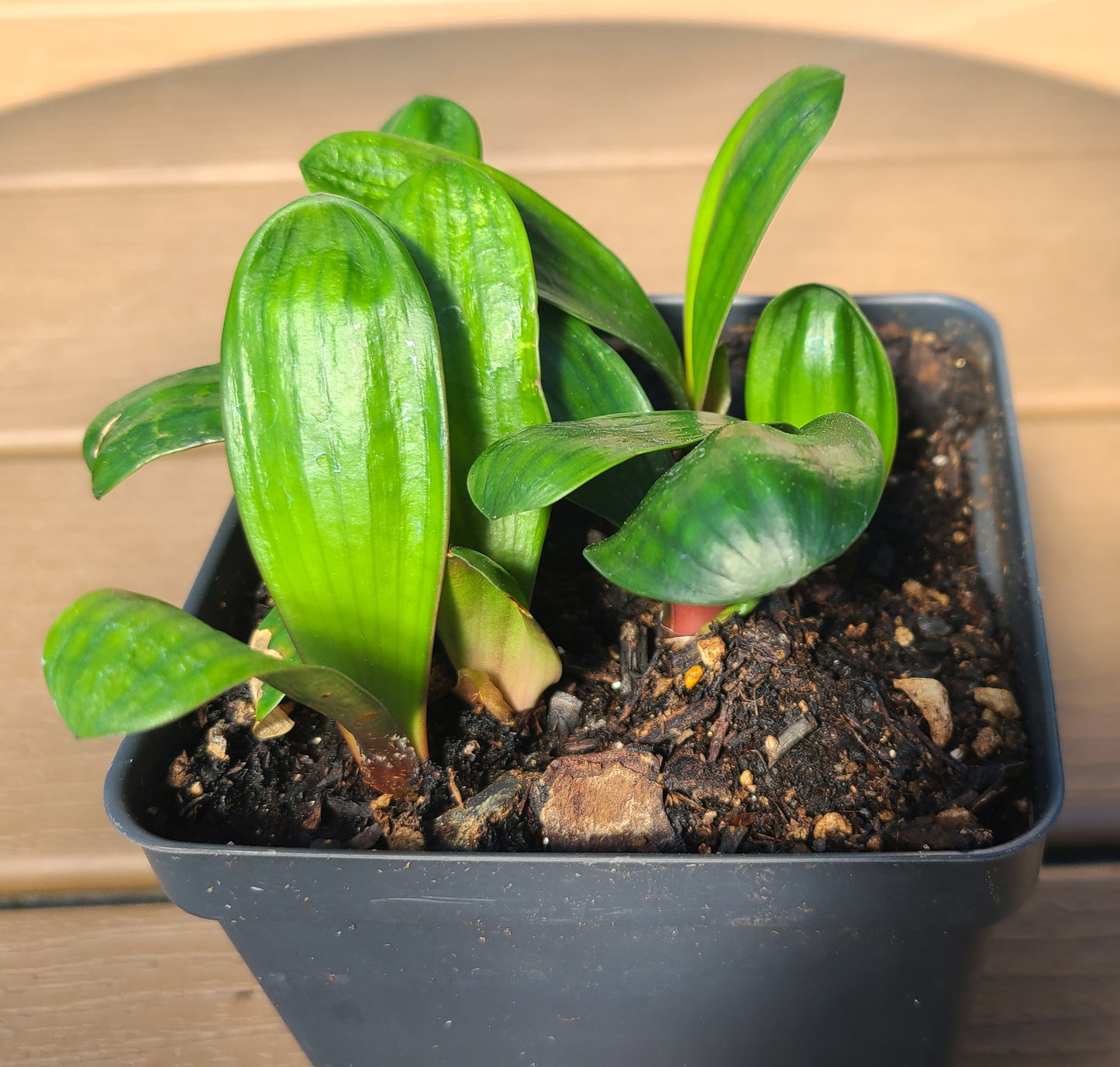 Japanese broad leaf compact Clivia 2 inches tall one plant
