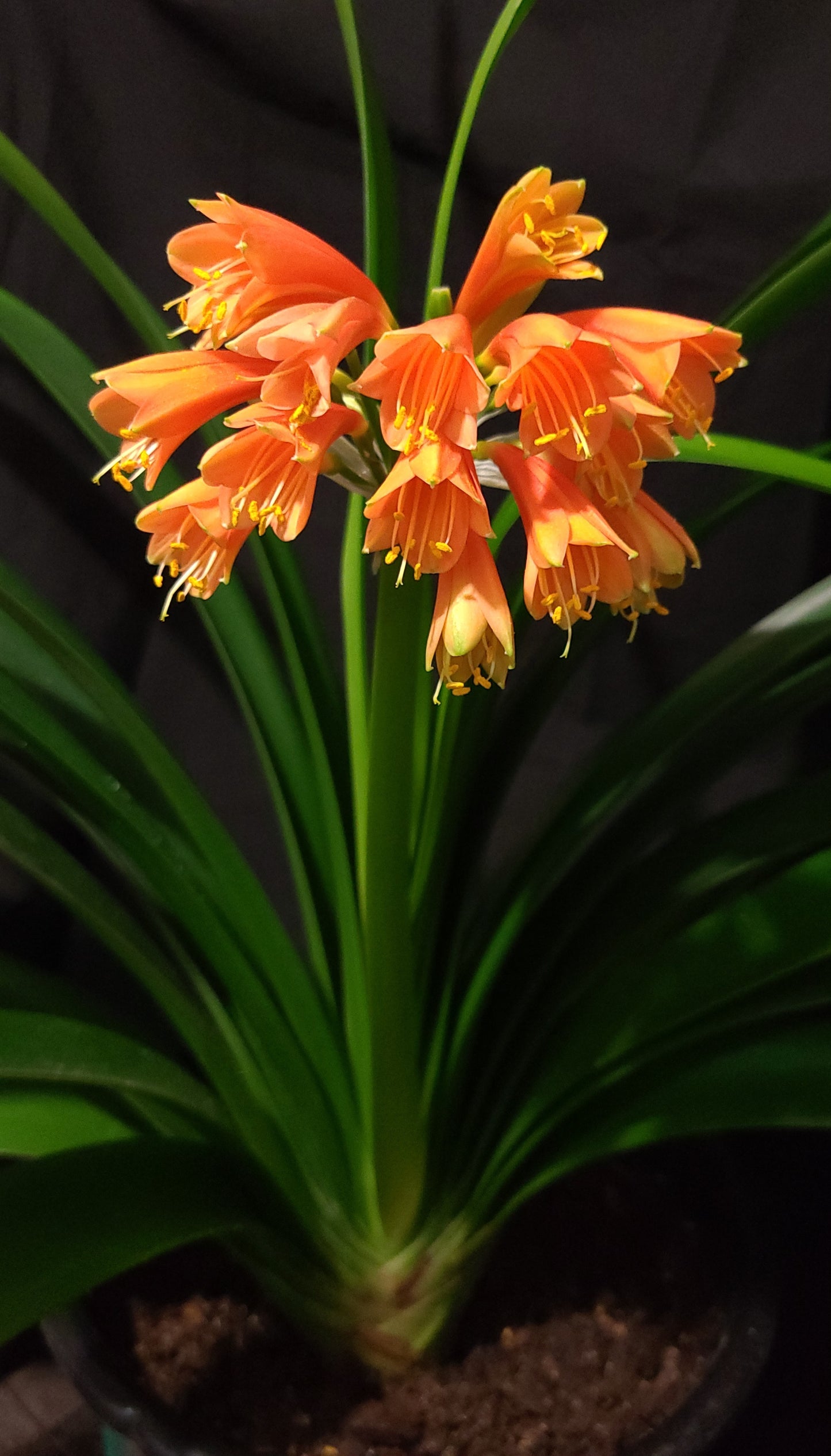 Clivia Maniata x Clivia Caulescens x (compact variegated clivia orange) open pollinated interspecific one plant