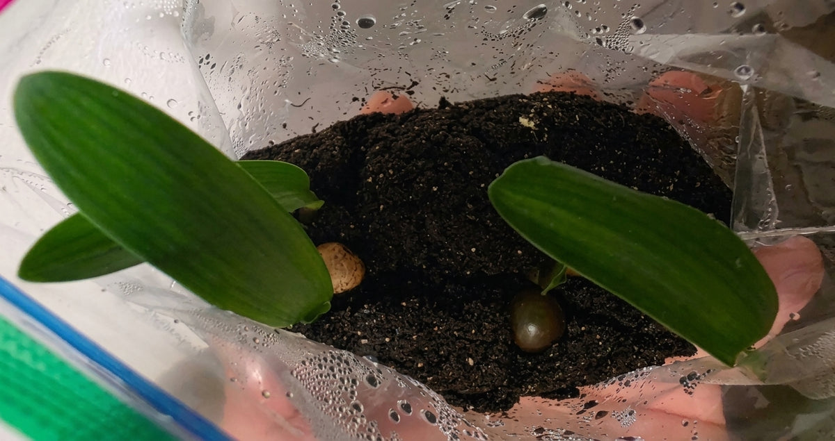 Clivia Hirao x interspecific brown one plant