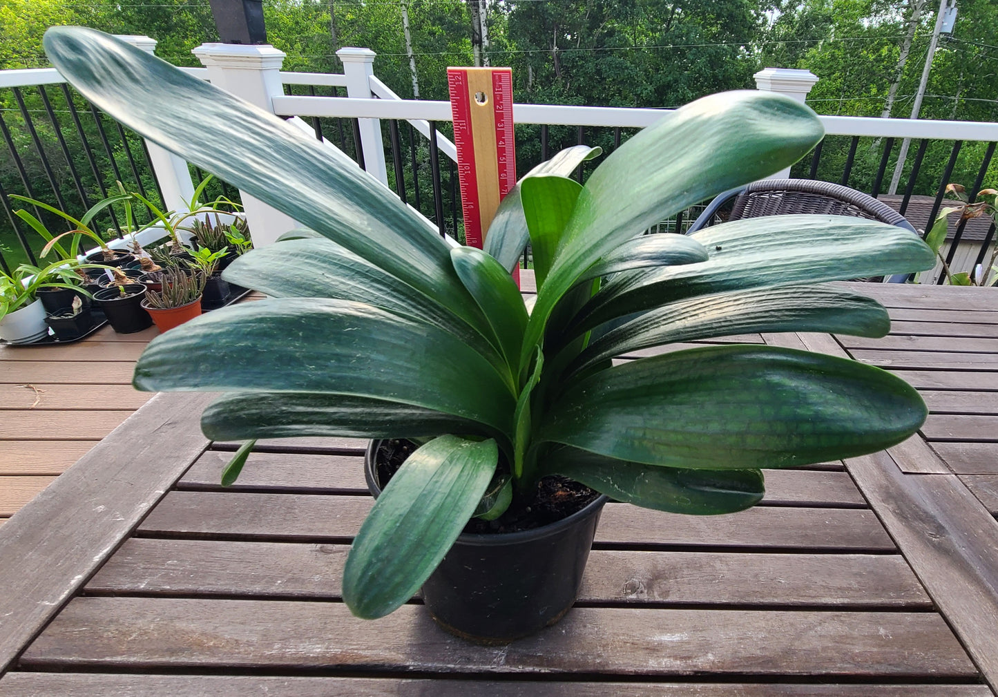 Clivia Tangelo x (Nefertiti Gold compact multitepal Japanese yellow blush) 7-10 inches tall one plant