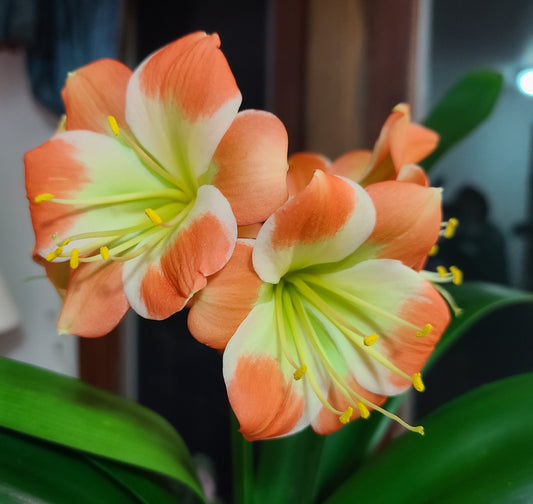 Clivia compact hirao cross orange with large green throat white edge 1 seedling plant one plant