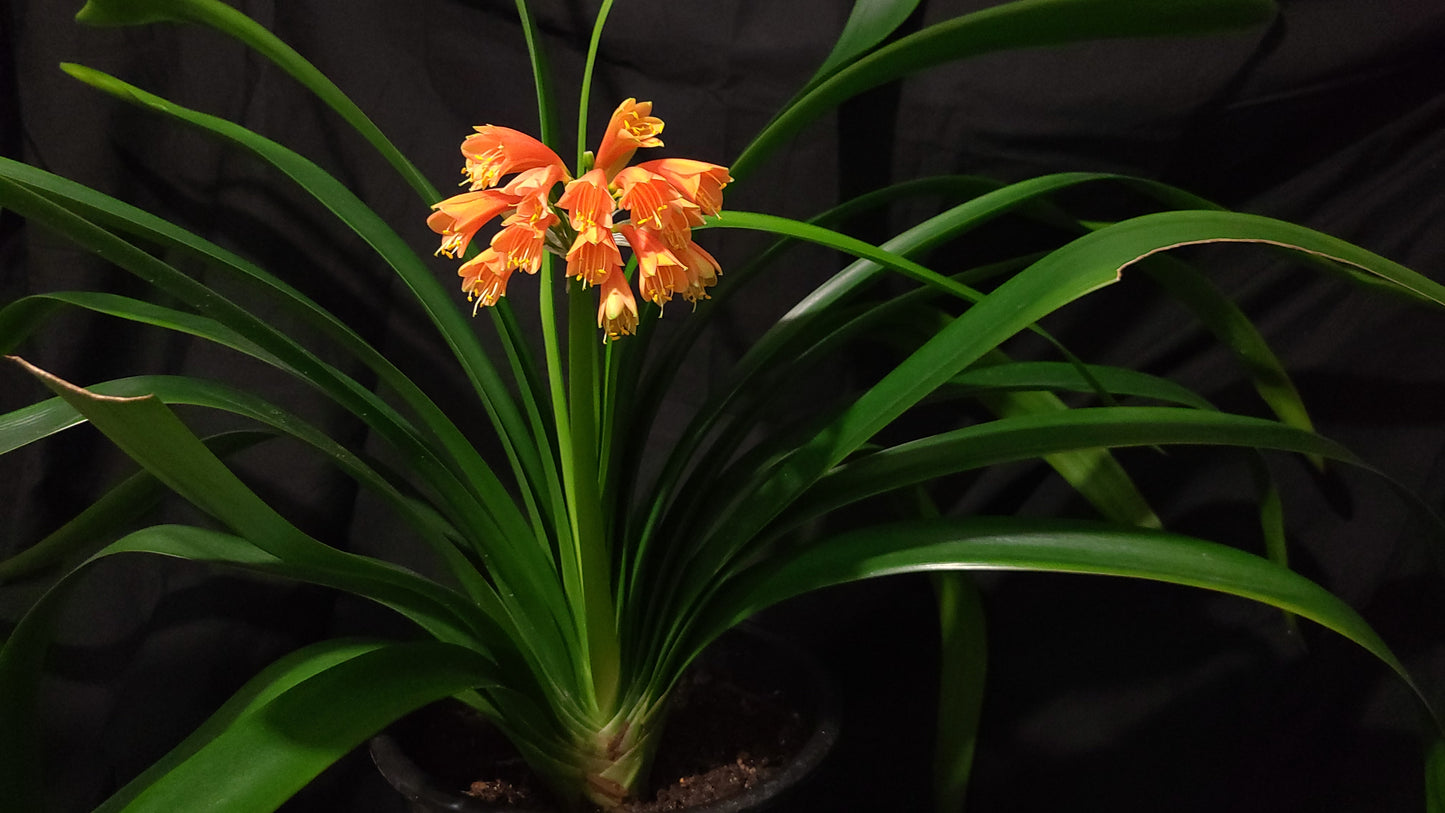 Clivia Maniata x Clivia Caulescens x (compact variegated clivia orange) open pollinated interspecific one plant