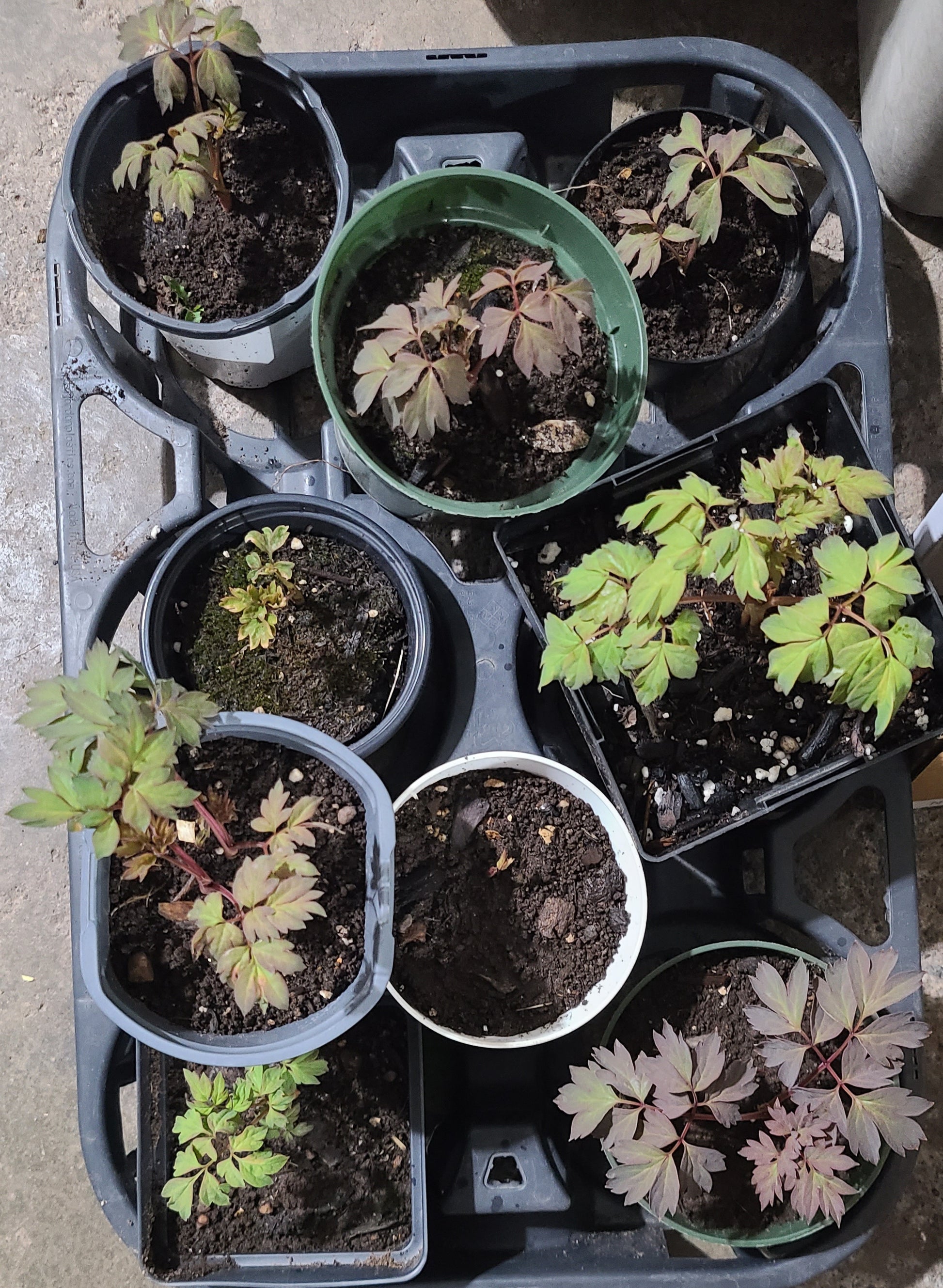 Mixed Gansu Mudan Rockii Tree Peony plant mixture colors