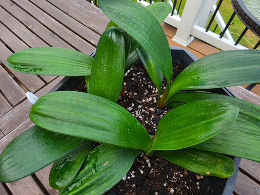 Clivia Malian Hutou Pearl Compact broad leaf 2-3 leaves one plant
