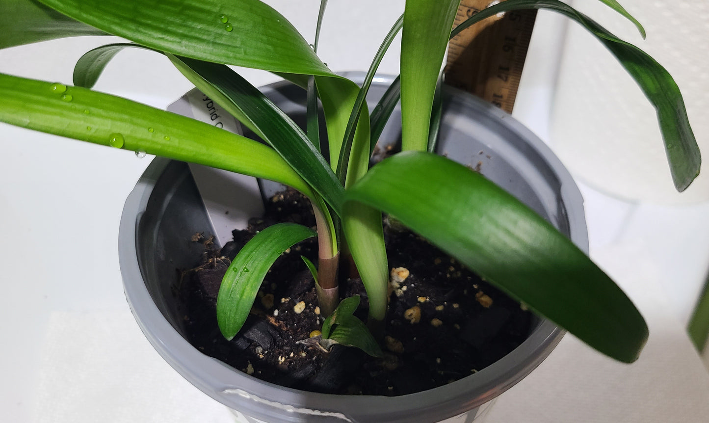 Clivia Maniata x Clivia Caulescens x (compact variegated clivia orange) open pollinated interspecific one plant