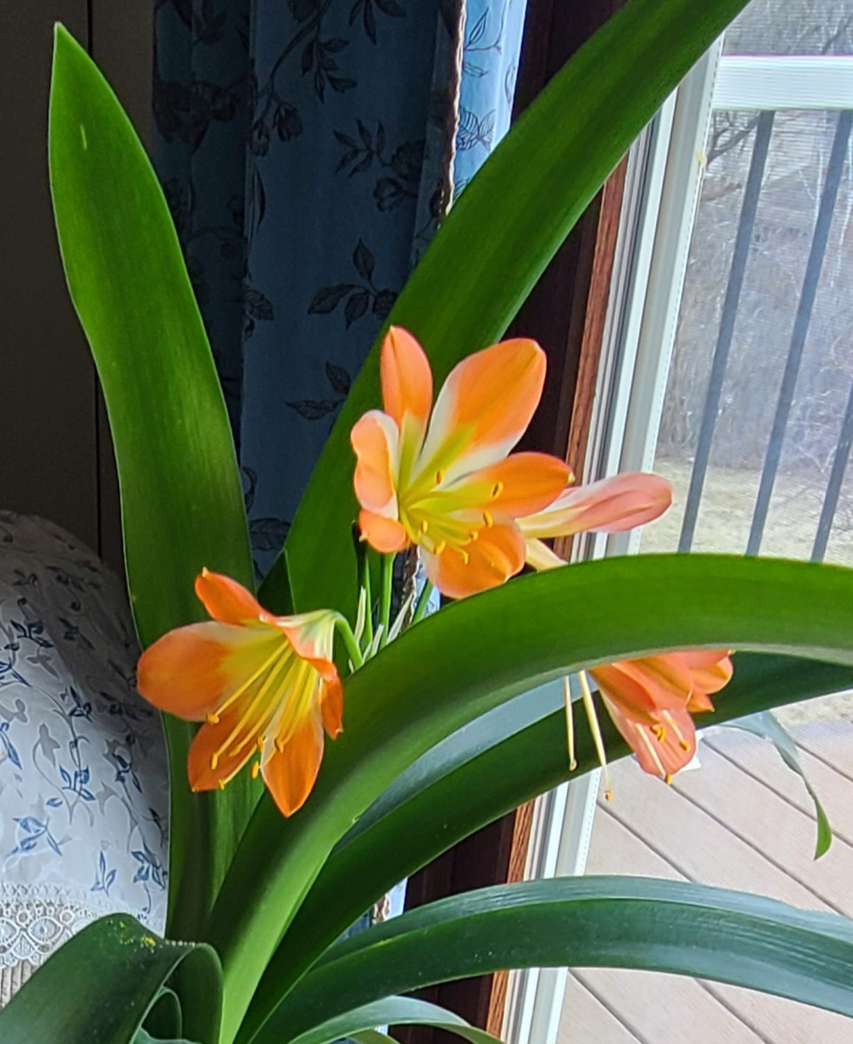Clivia green throat blooming 17 leaves with seed pods