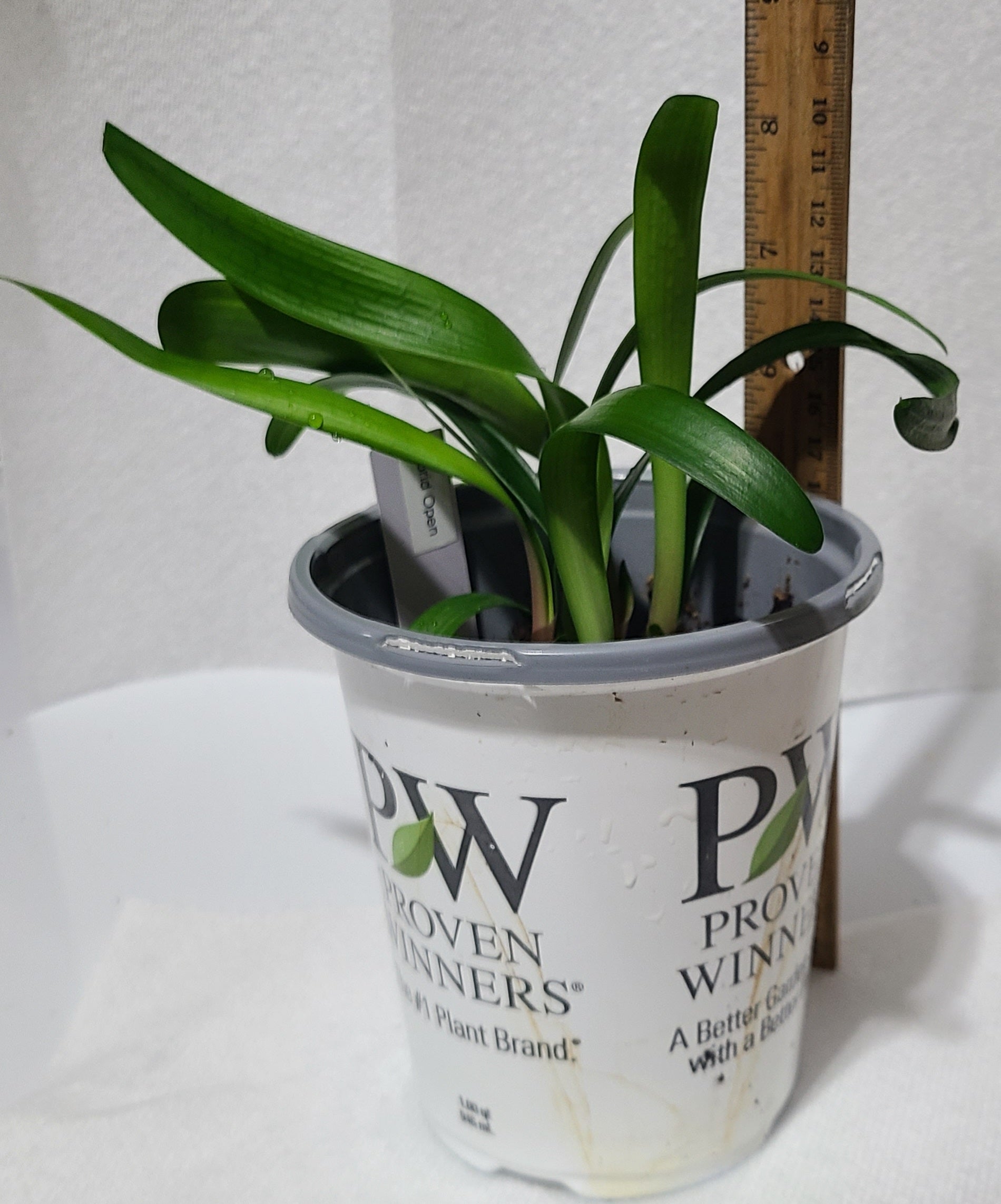 Clivia Maniata x Clivia Caulescens x (compact variegated clivia orange) open pollinated interspecific one plant