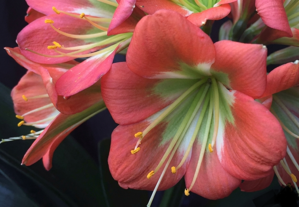 Clivia bulk green centers miniata seedling heat pack priority shipping one plant