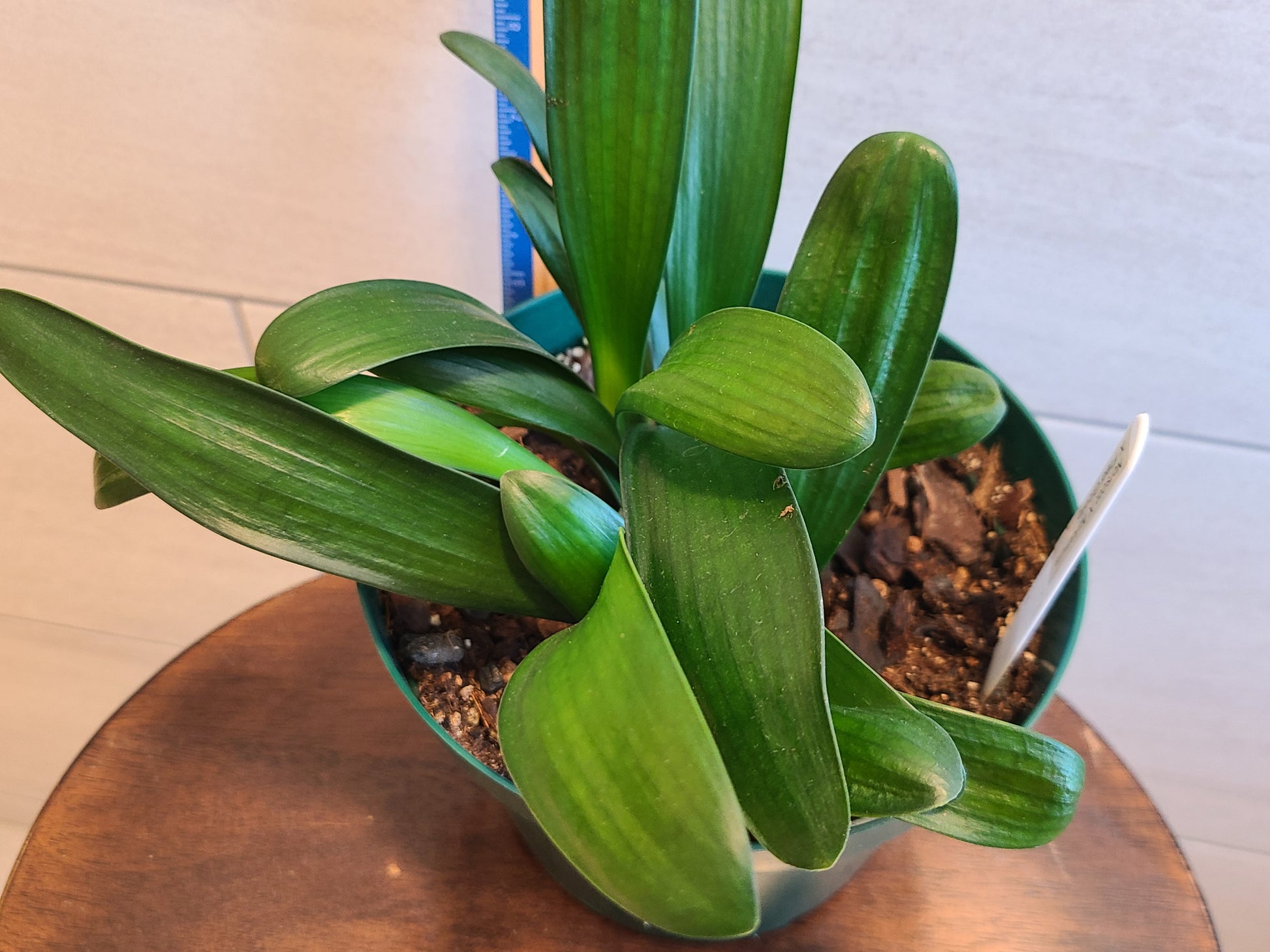 Clivia seedling cross between Noscot and Nakamura x Fred Gibello 5-7" Tall One plant