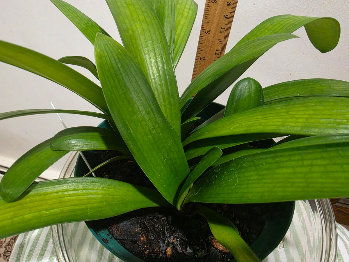 Clivia  Noscot x (Nakamura x Fred Gibello) 3-5 leaves One plant