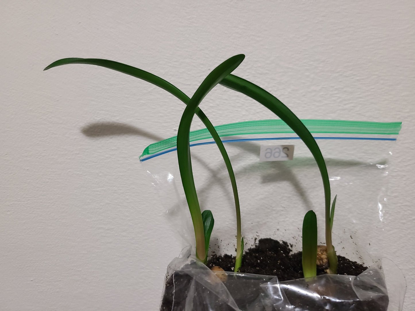 Clivia groot piet x self seedling 4-6" tall heat pack priority shipping one plant