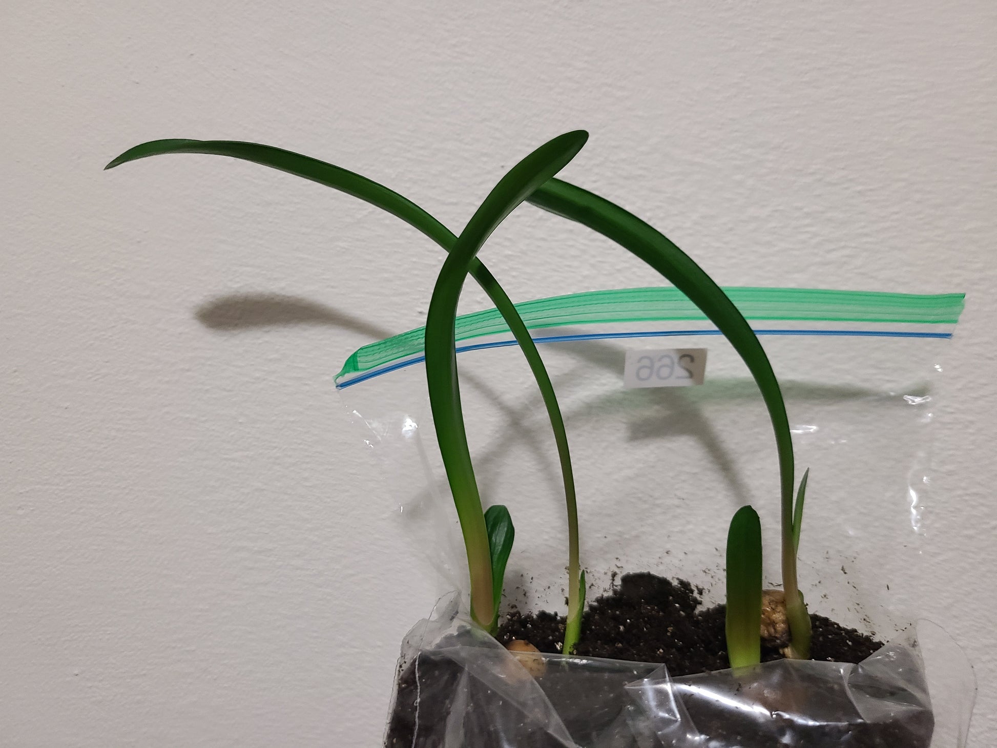 Clivia groot piet x self seedling 4-6" tall heat pack priority shipping one plant