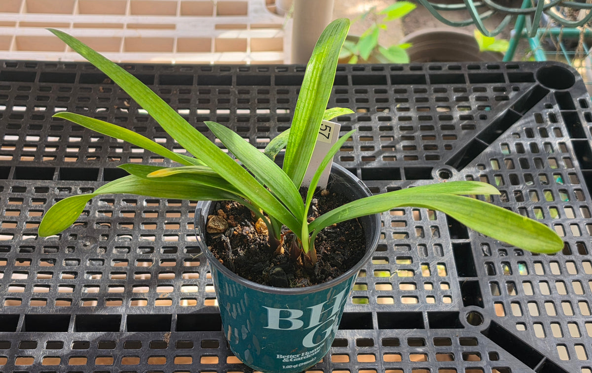 Clivia Ma Cherie x Blushing Virgin 3-4 leaves one plant