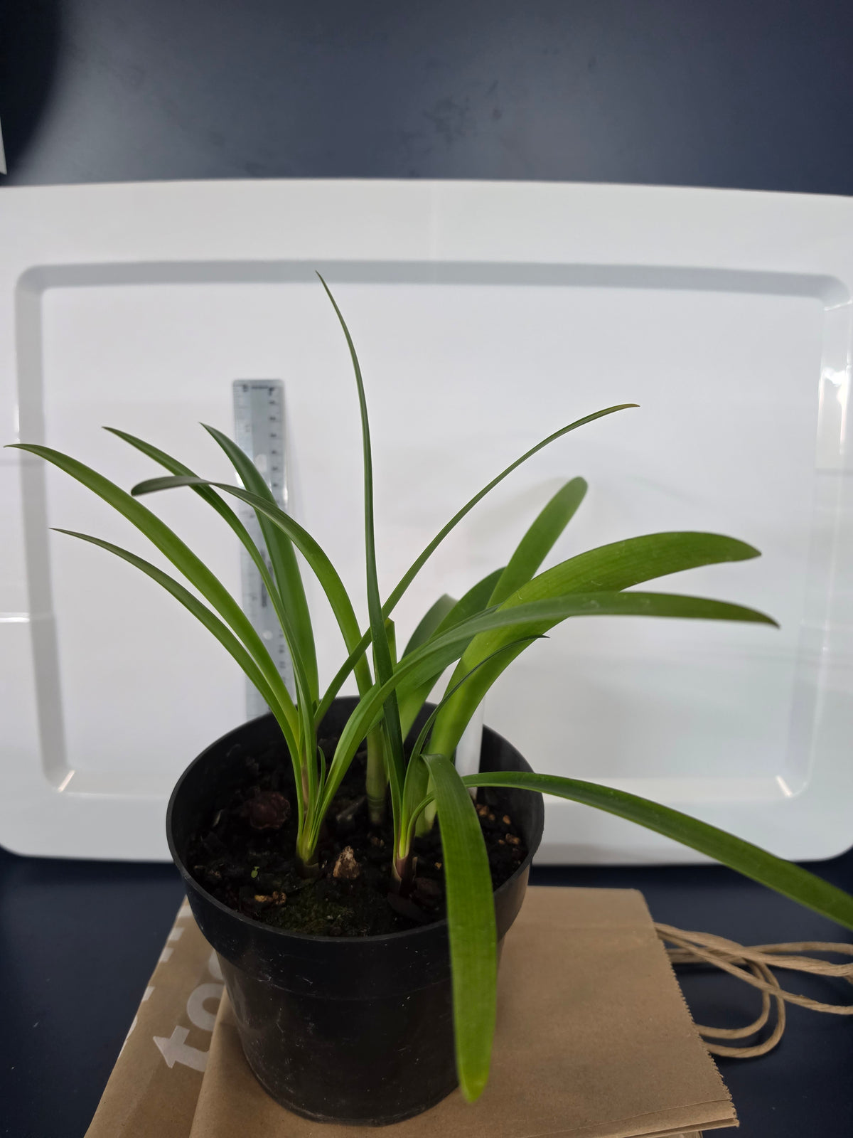 Clivia dark red caulescens one plant