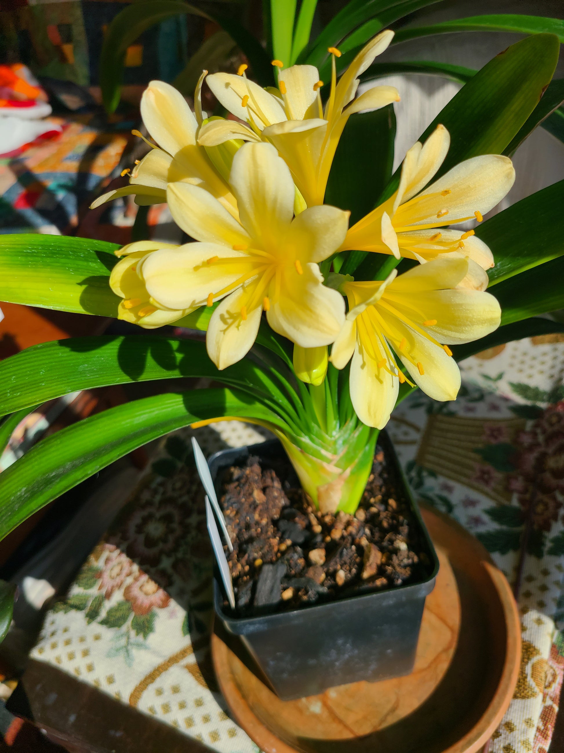 Clivia green throat blooming 17 leaves with seed pods