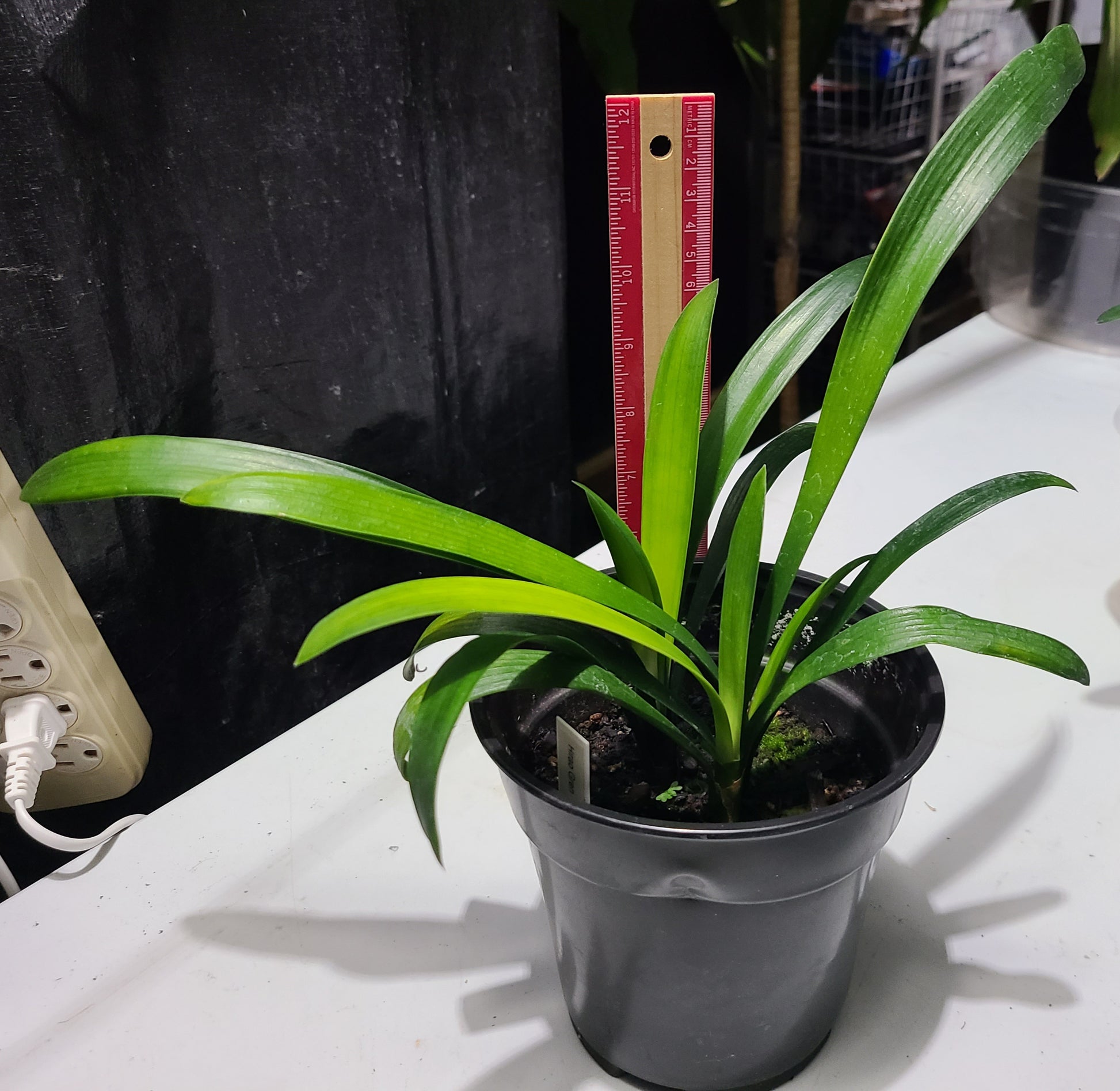 Clivia compact hirao cross orange with large green throat white edge one plant 2 years old 5-6 leaves