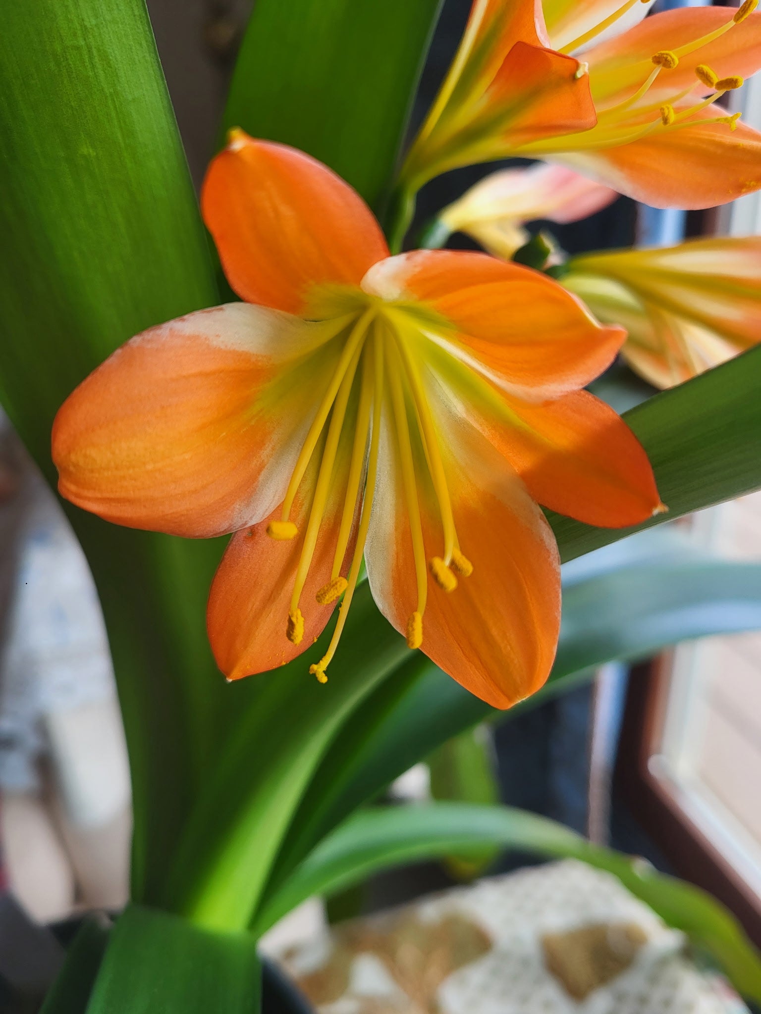 Clivia green throat blooming 17 leaves with seed pods