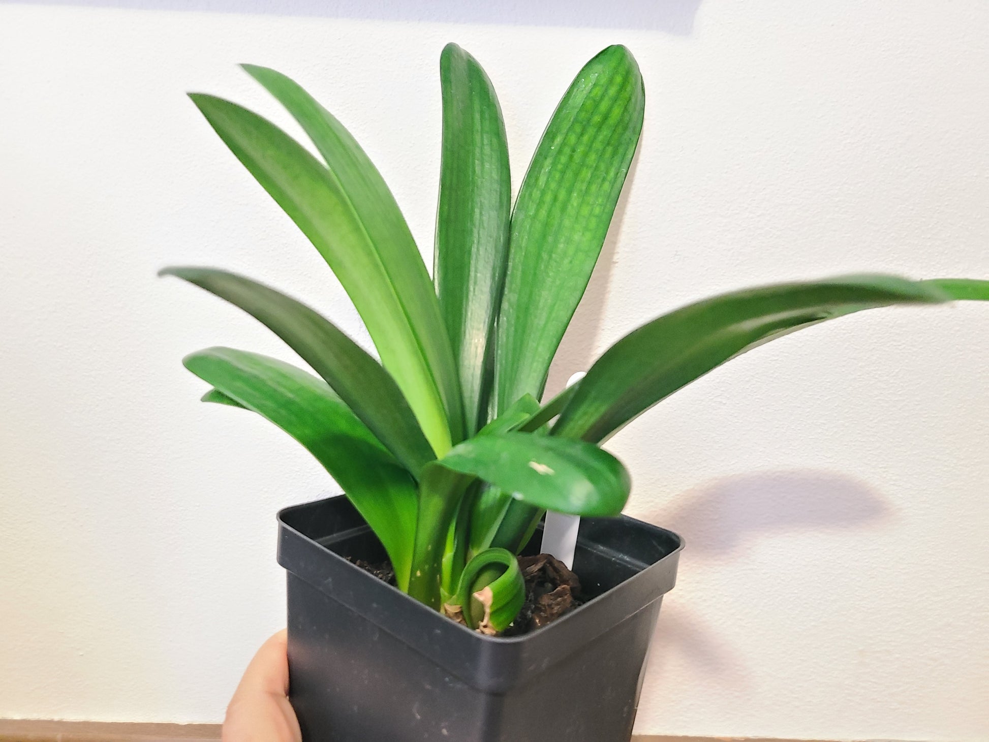 Clivia compact broad leaf Chinese Radiant Blush x Self 6-8 inches tall 3-4 leaves one plant