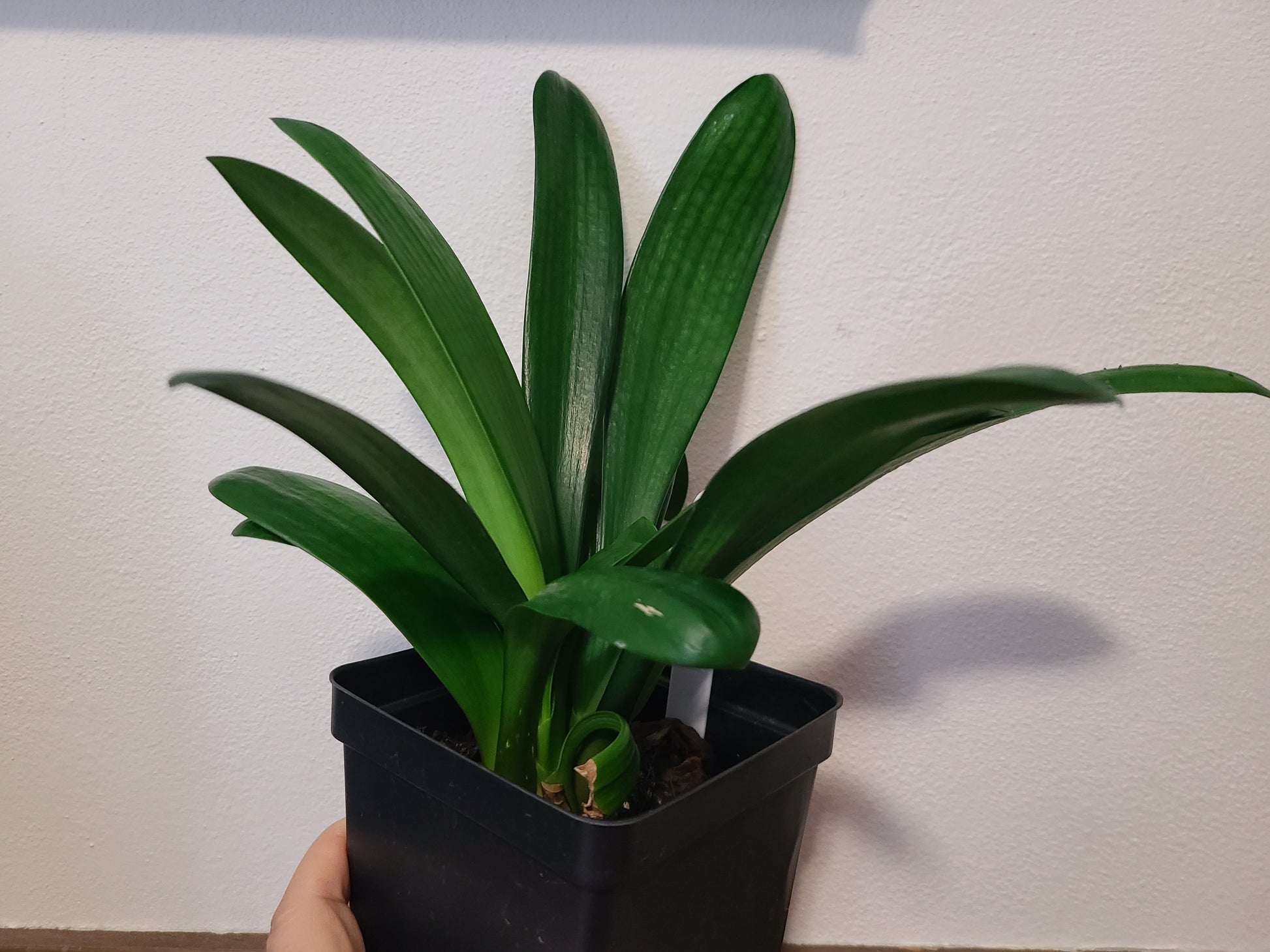 Clivia compact broad leaf Chinese Radiant Blush x Self 6-8 inches tall 3-4 leaves one plant