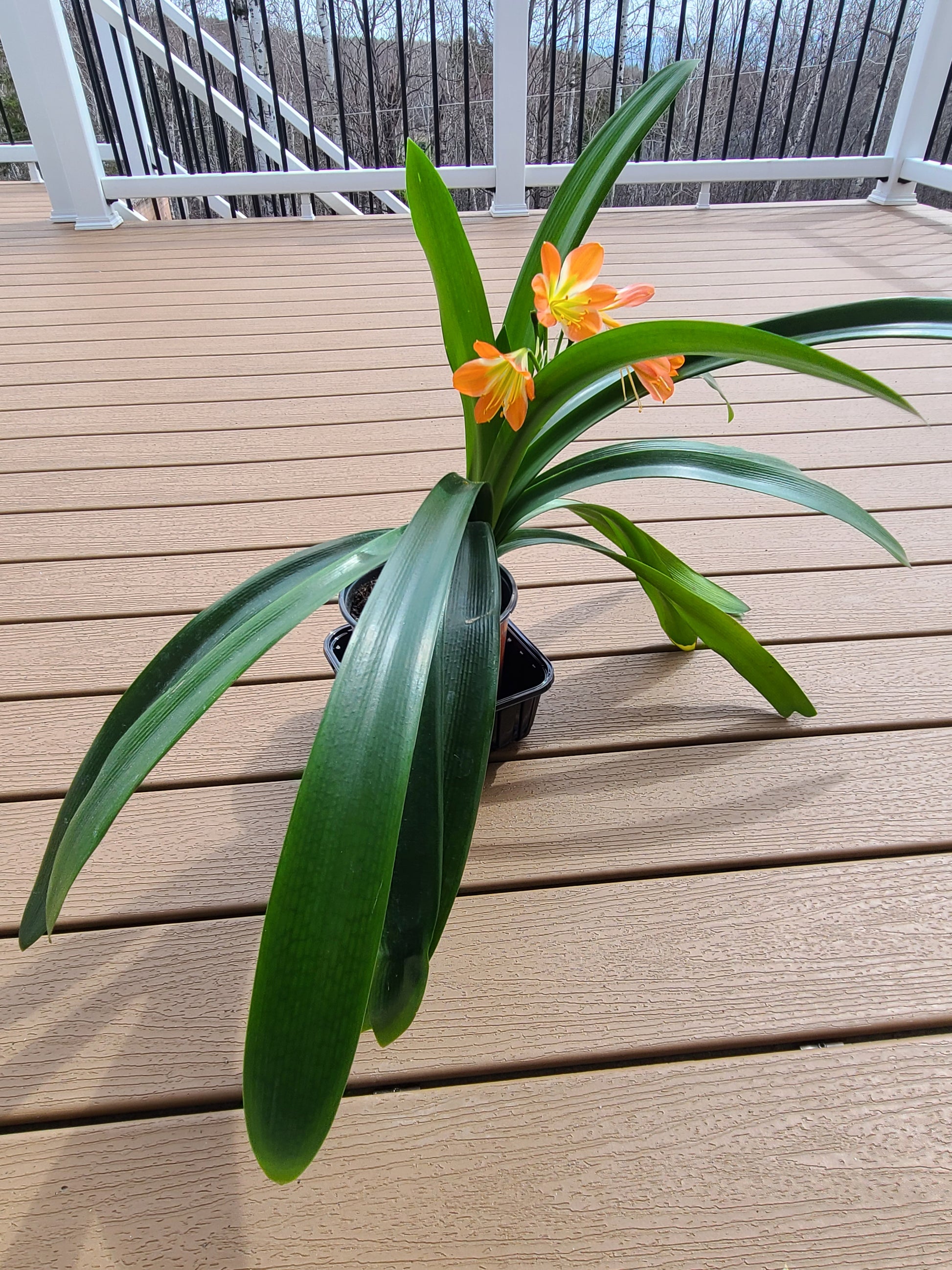 Clivia green throat blooming 17 leaves with seed pods