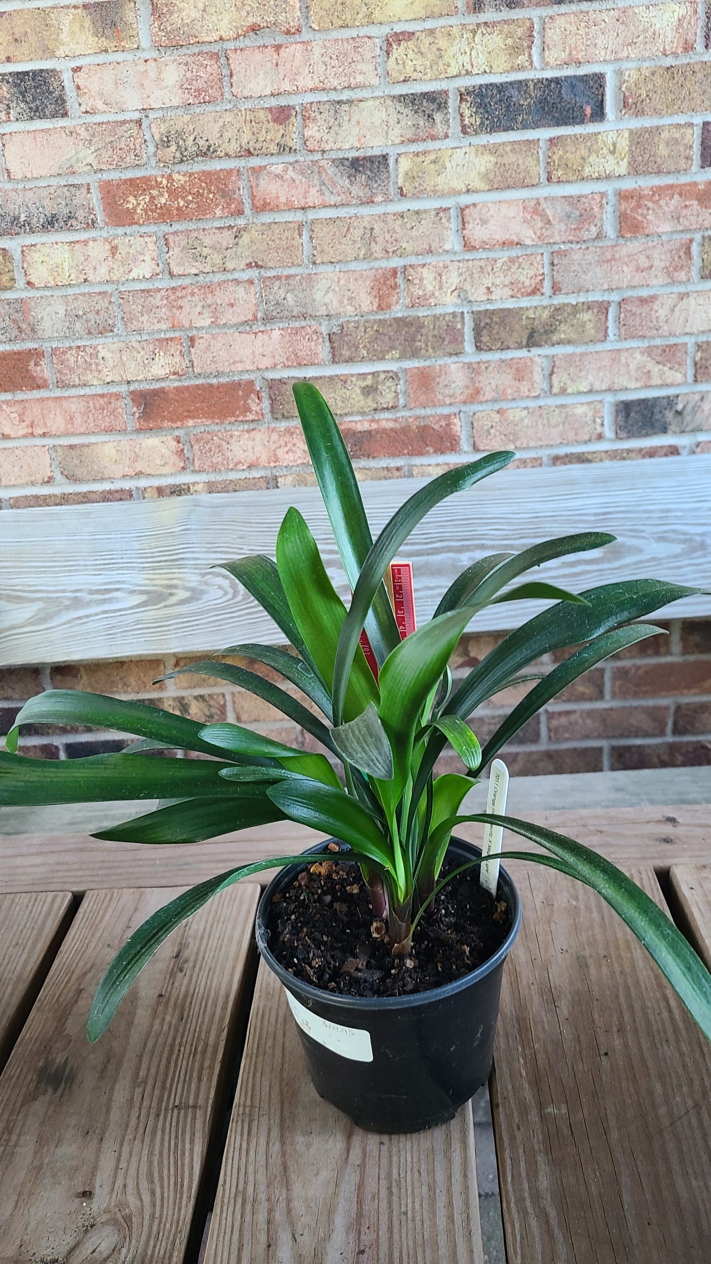 Clivia green throat orange interspecific hybrid x Magic Light 5-7 leaves one plant