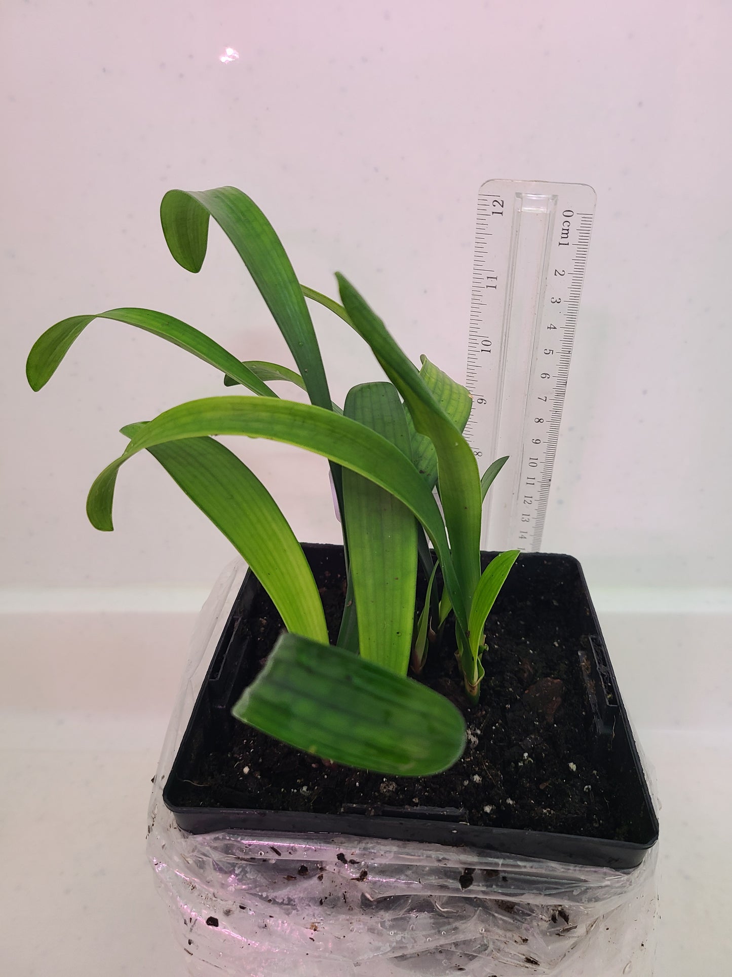 Clivia yellow stud 4-5" tall one plant