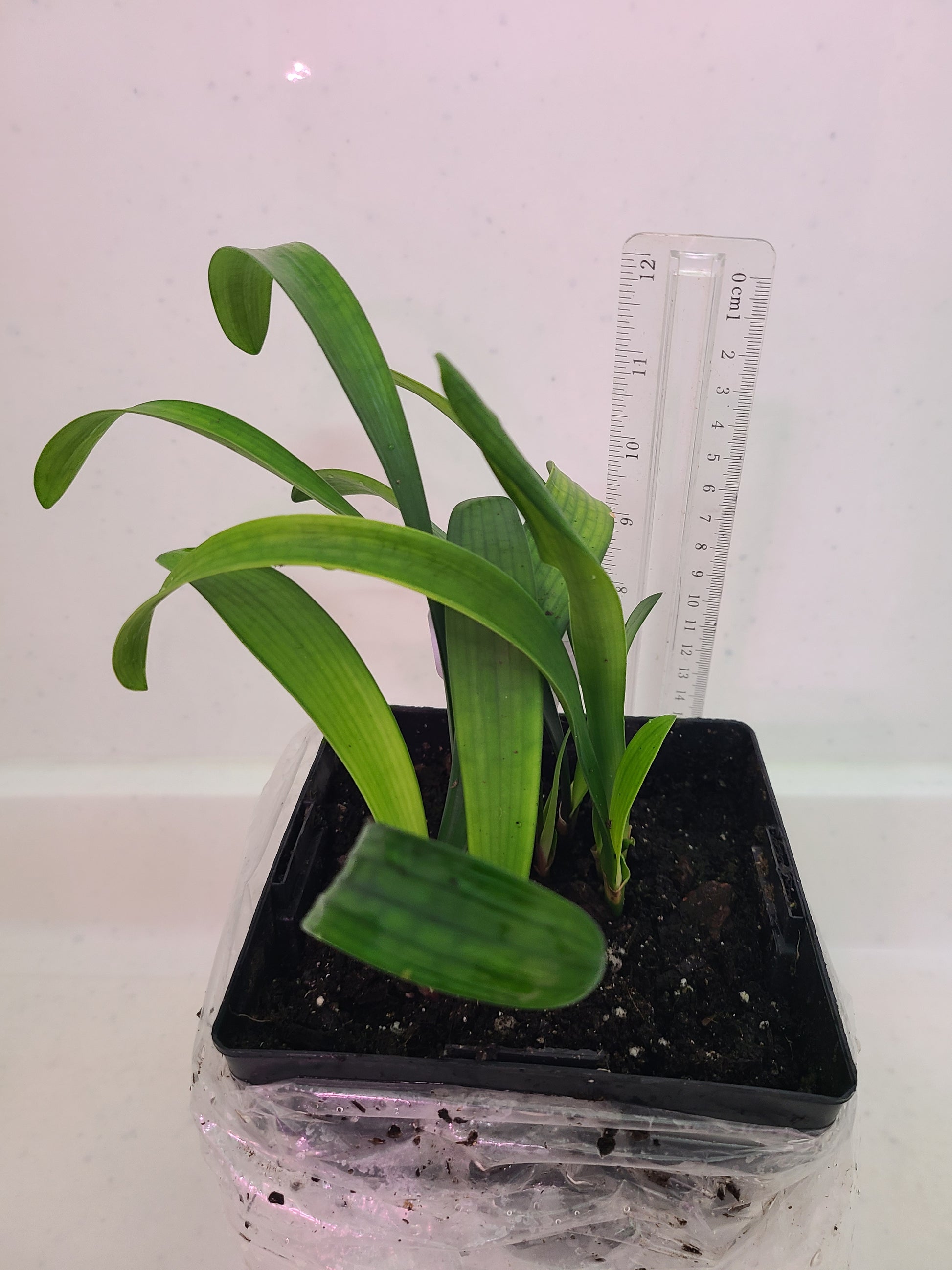 Clivia yellow stud 4-5" tall one plant