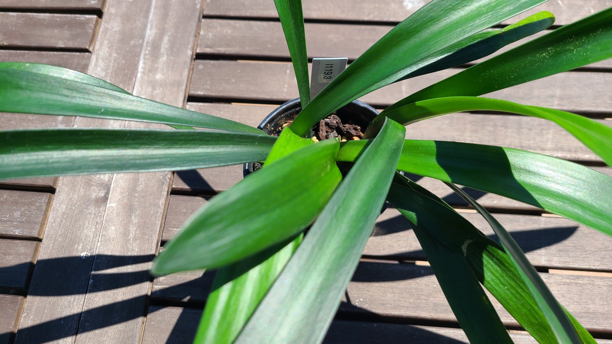 Clivia cross [Cynthia's Best Natal Yellow] x [Dijon Mustard Blush] 5-6 leaves one plant