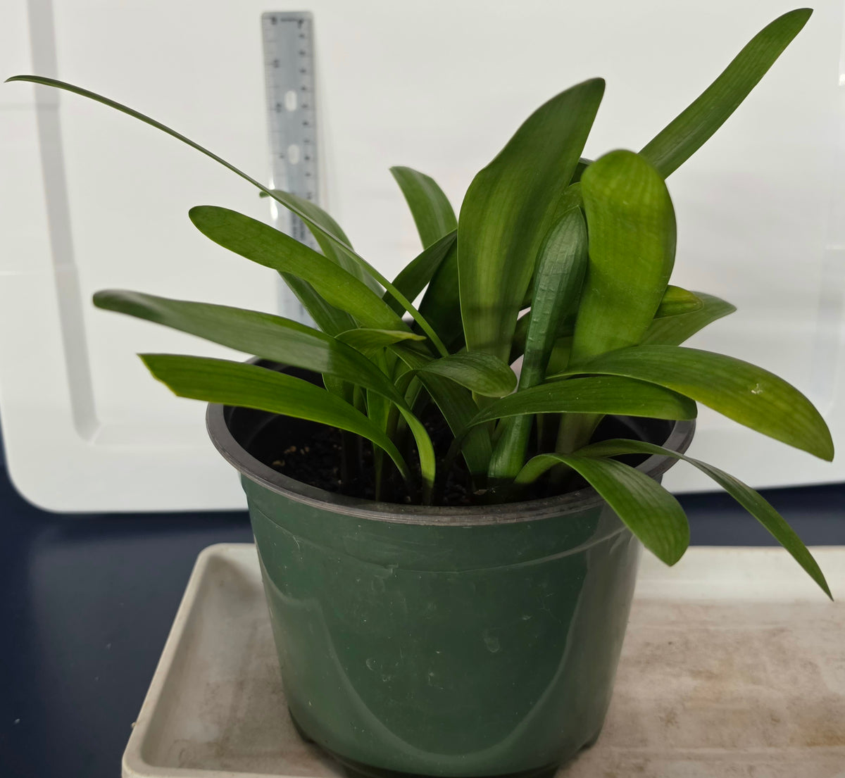 Clivia Touch of Glass x Bronze Green Boy 2-3 leaves one plant