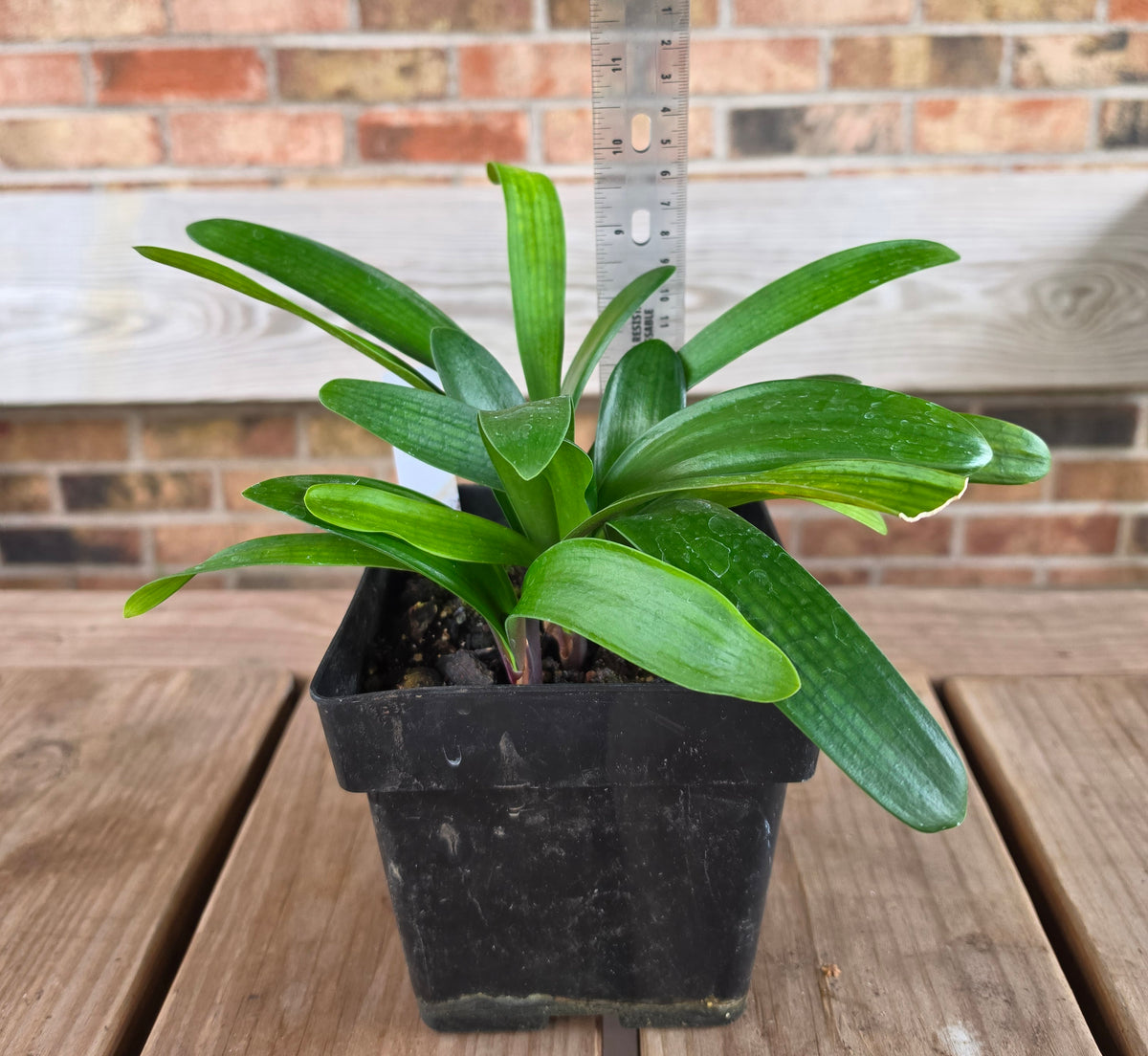 Clivia bulk green centers miniata one plant