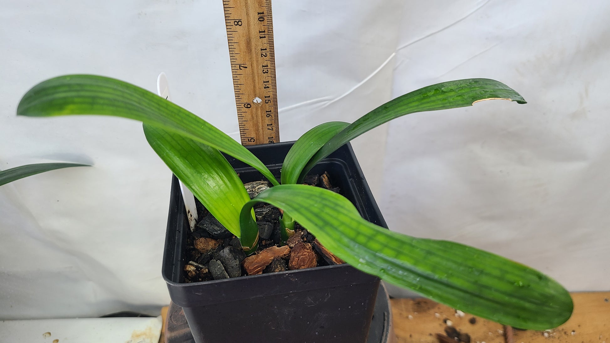 Clivia Japanese Hirao 5-6 inches tall one plant