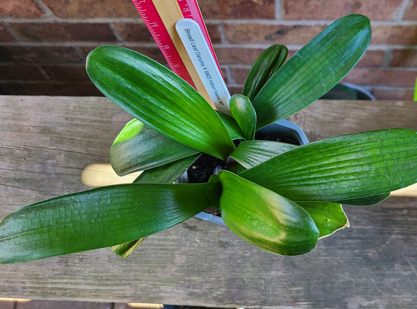 Clivia Broad leaf Daruma x Broad Leaf Keeled MT 4-5 leaves one plant