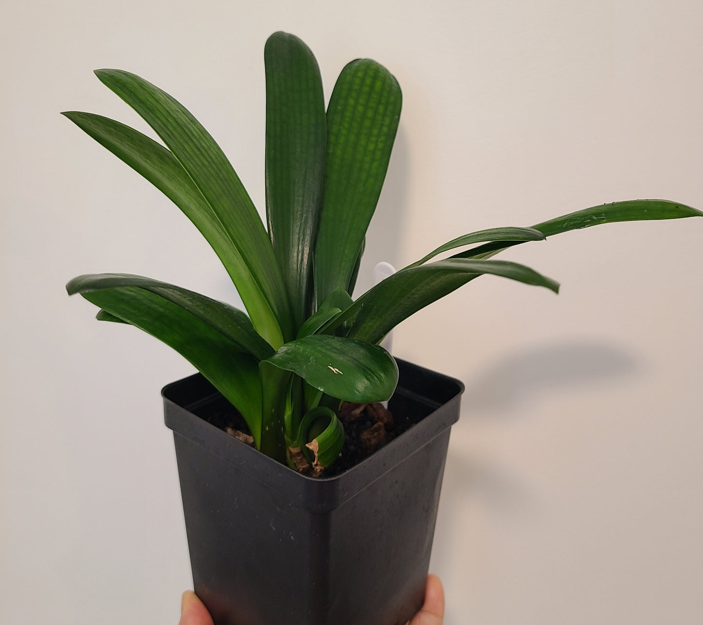 Clivia compact broad leaf Chinese Radiant Blush x Self 6-8 inches tall 3-4 leaves one plant