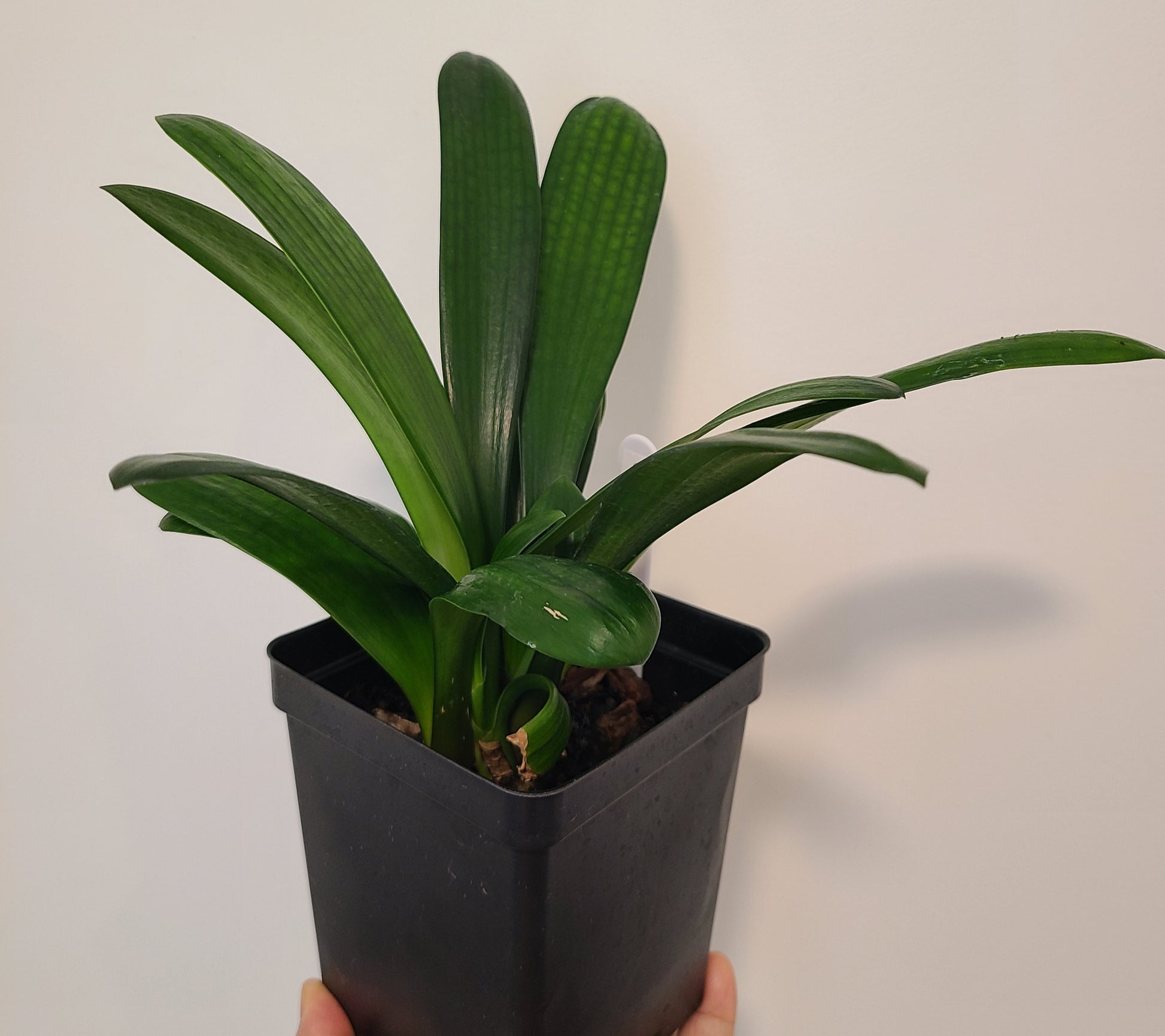 Clivia compact broad leaf Chinese Radiant Blush x Self 6-8 inches tall 3-4 leaves one plant