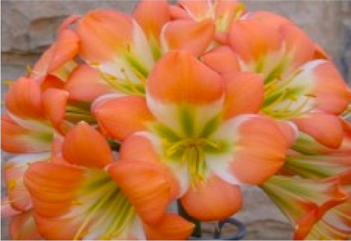 Clivia Touch of Glass x Bronze Green Boy 2-3 leaves one plant