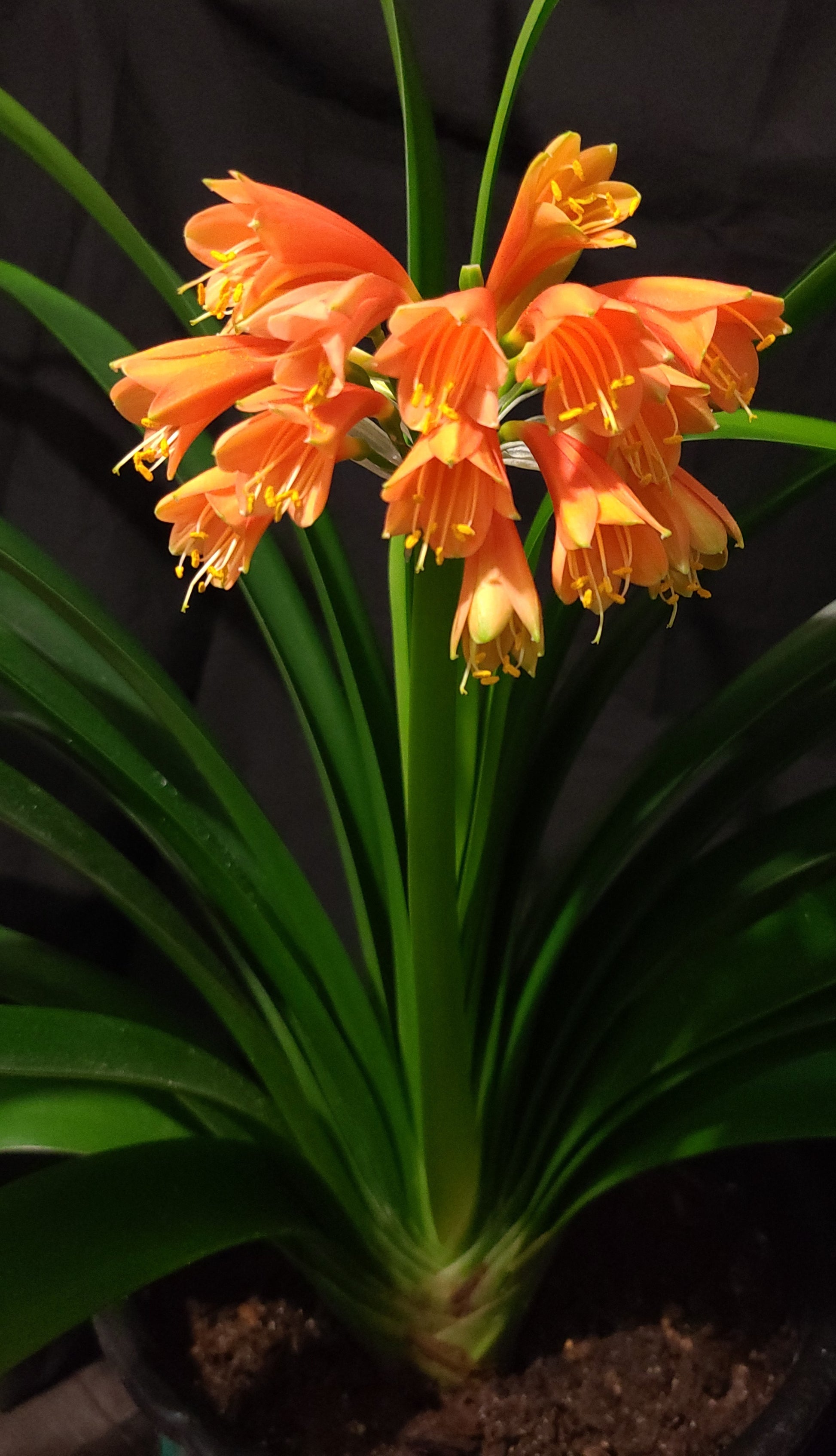 Clivia Maniata x Clivia Caulescens x (compact variegated clivia orange) open pollinated interspecific one plant