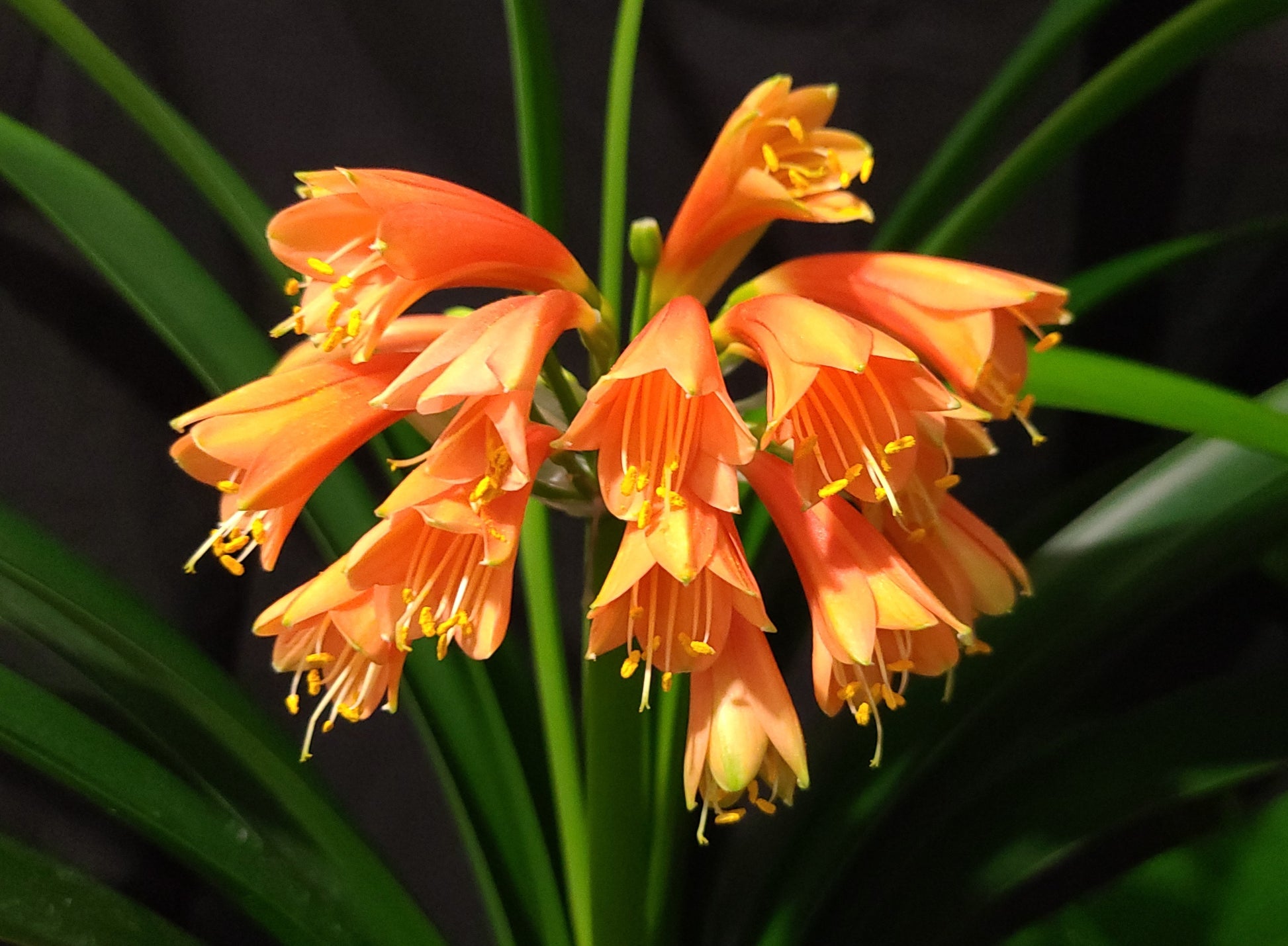 Clivia Maniata x Clivia Caulescens x (compact variegated clivia orange) open pollinated interspecific one plant