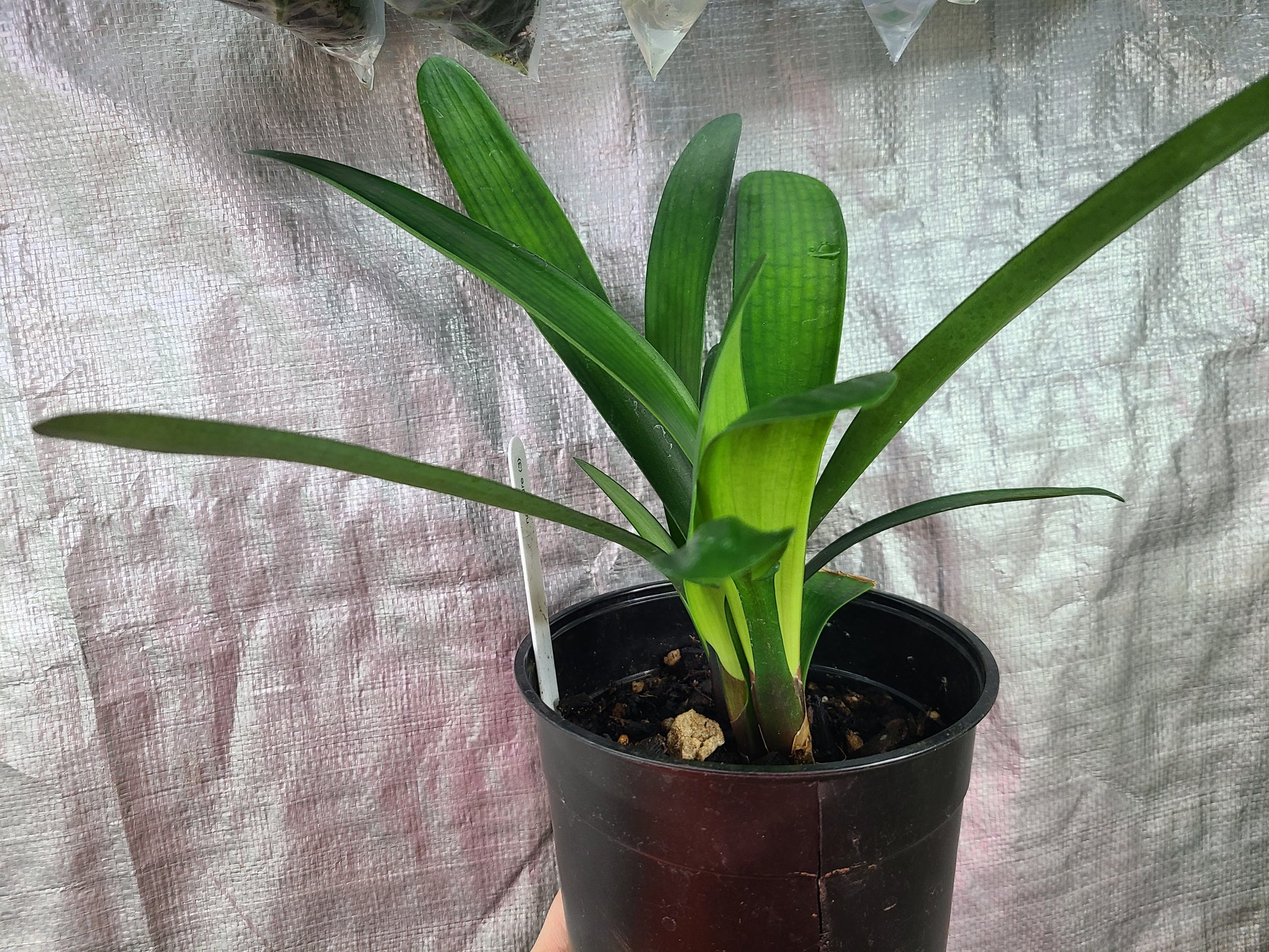 Clivia hybrid seedling interspecific cross Gunston x Gun Metal Hirao 5-7 inches tall one plant