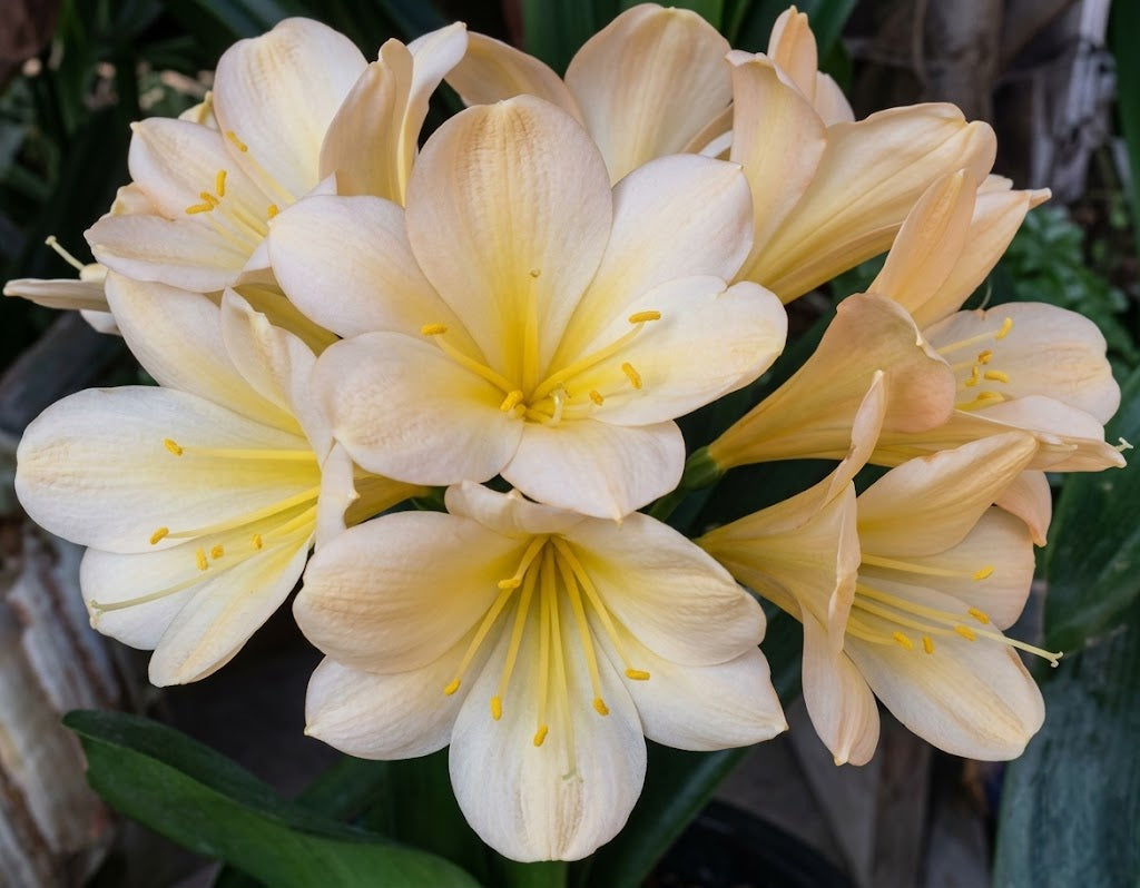 Clivia (Koike A x Hirao) x (Jap. Yellow Daruma x East Meets West)